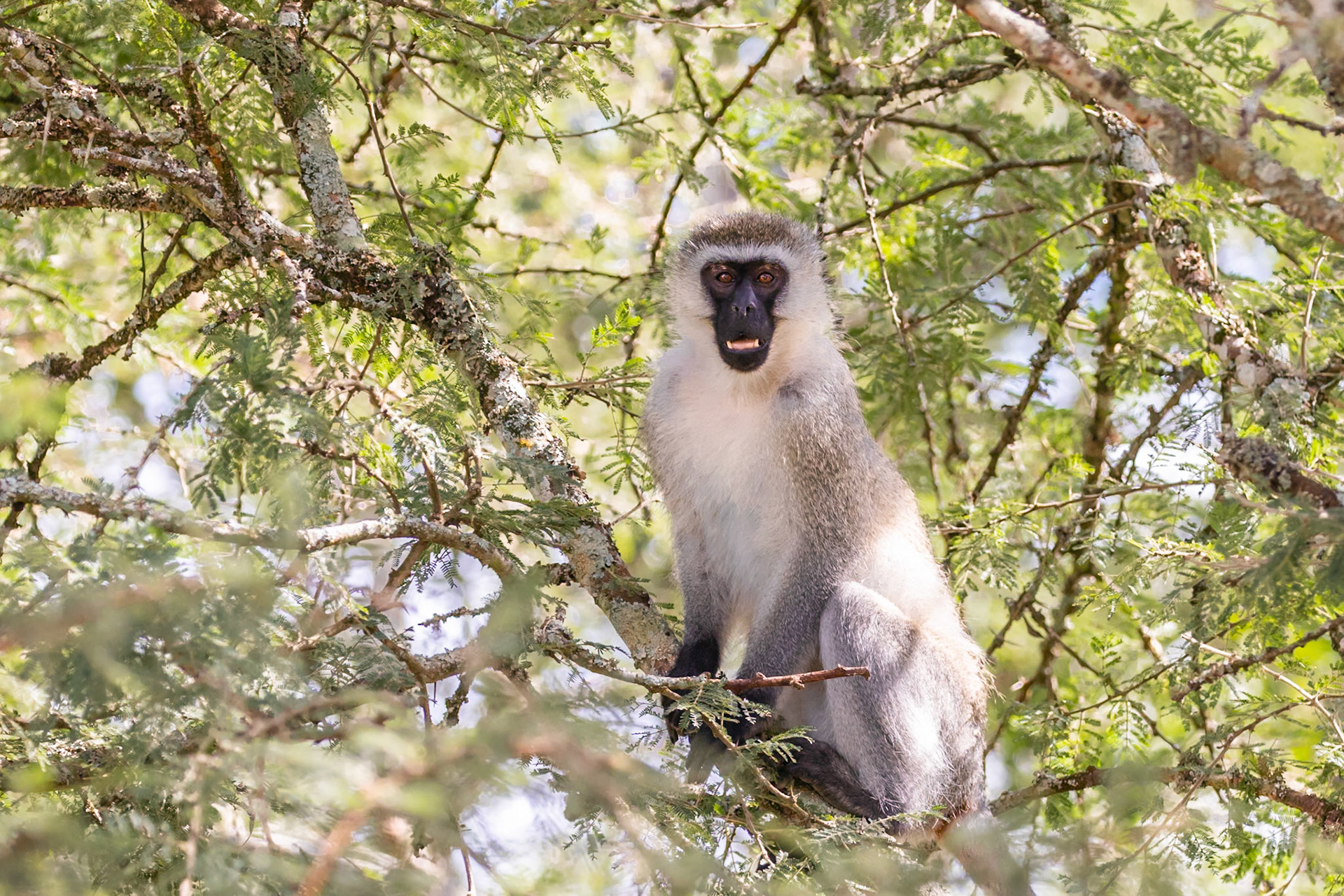 Lake Mburo National Park, Uganda