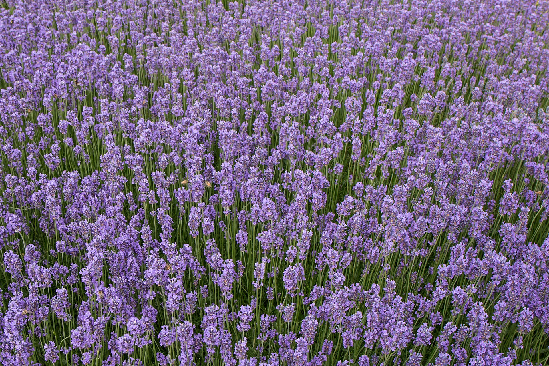 Purple, Kew Gardens, England, United Kingdom