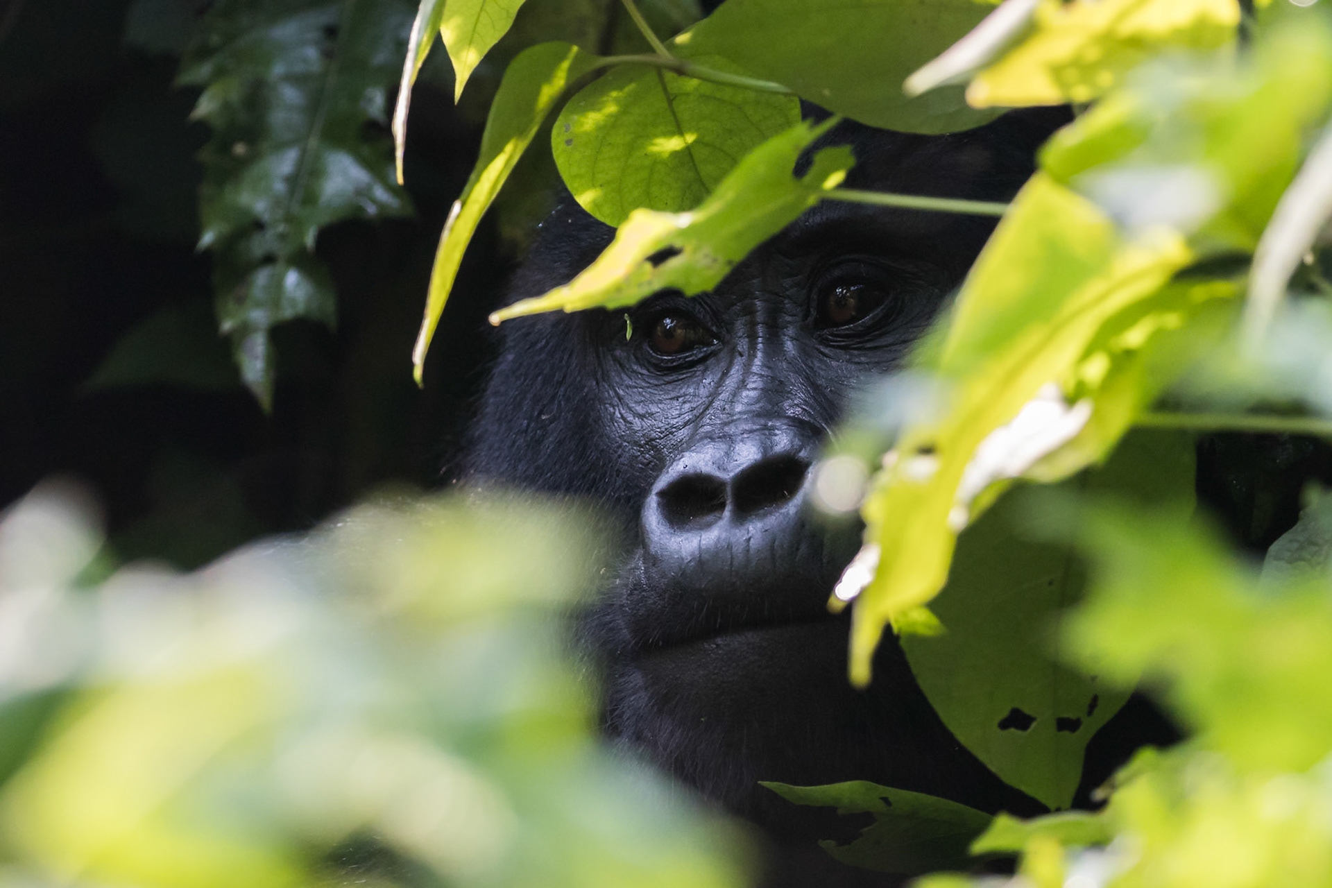 Bwindi National Park, Uganda