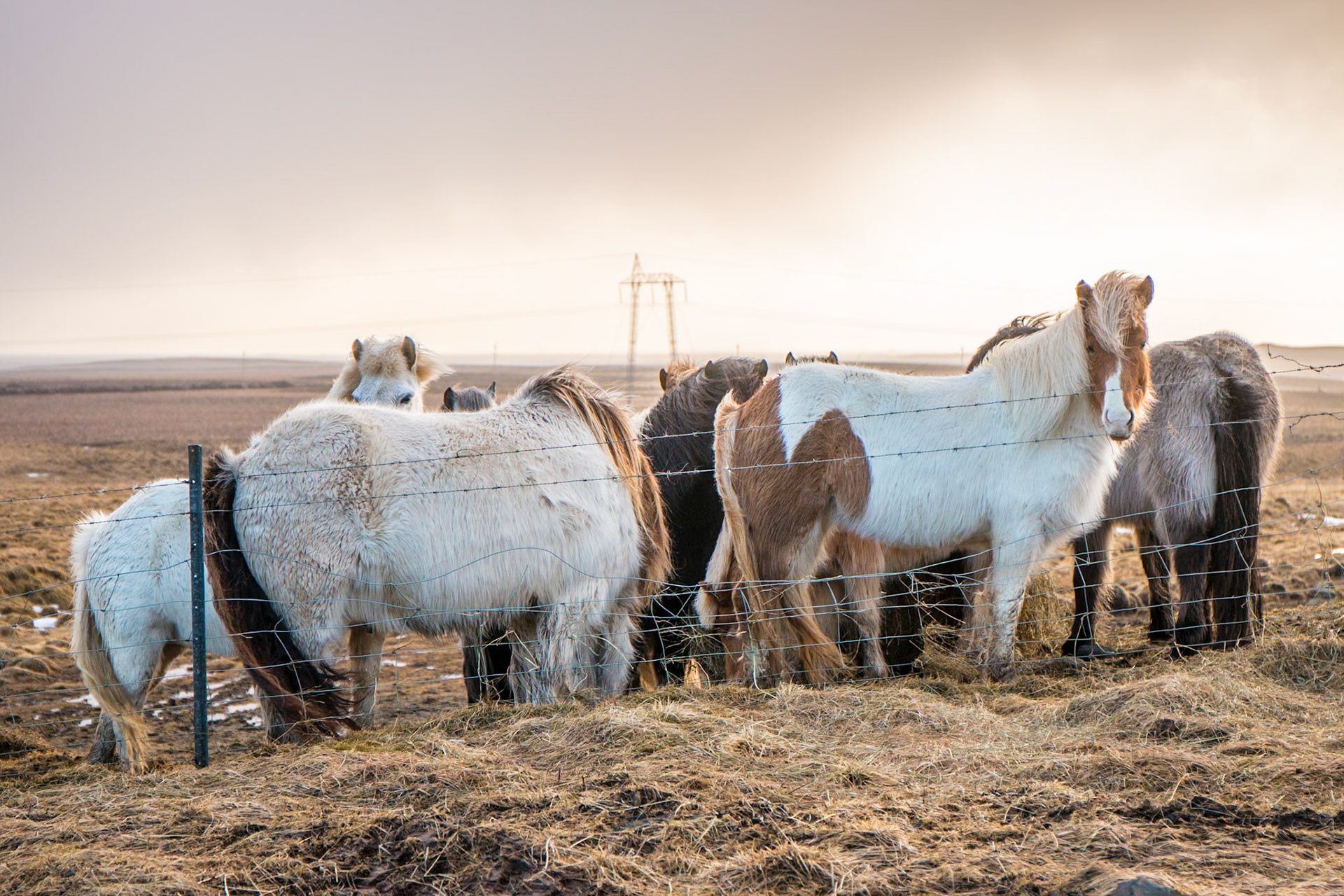 Icelandic horses
