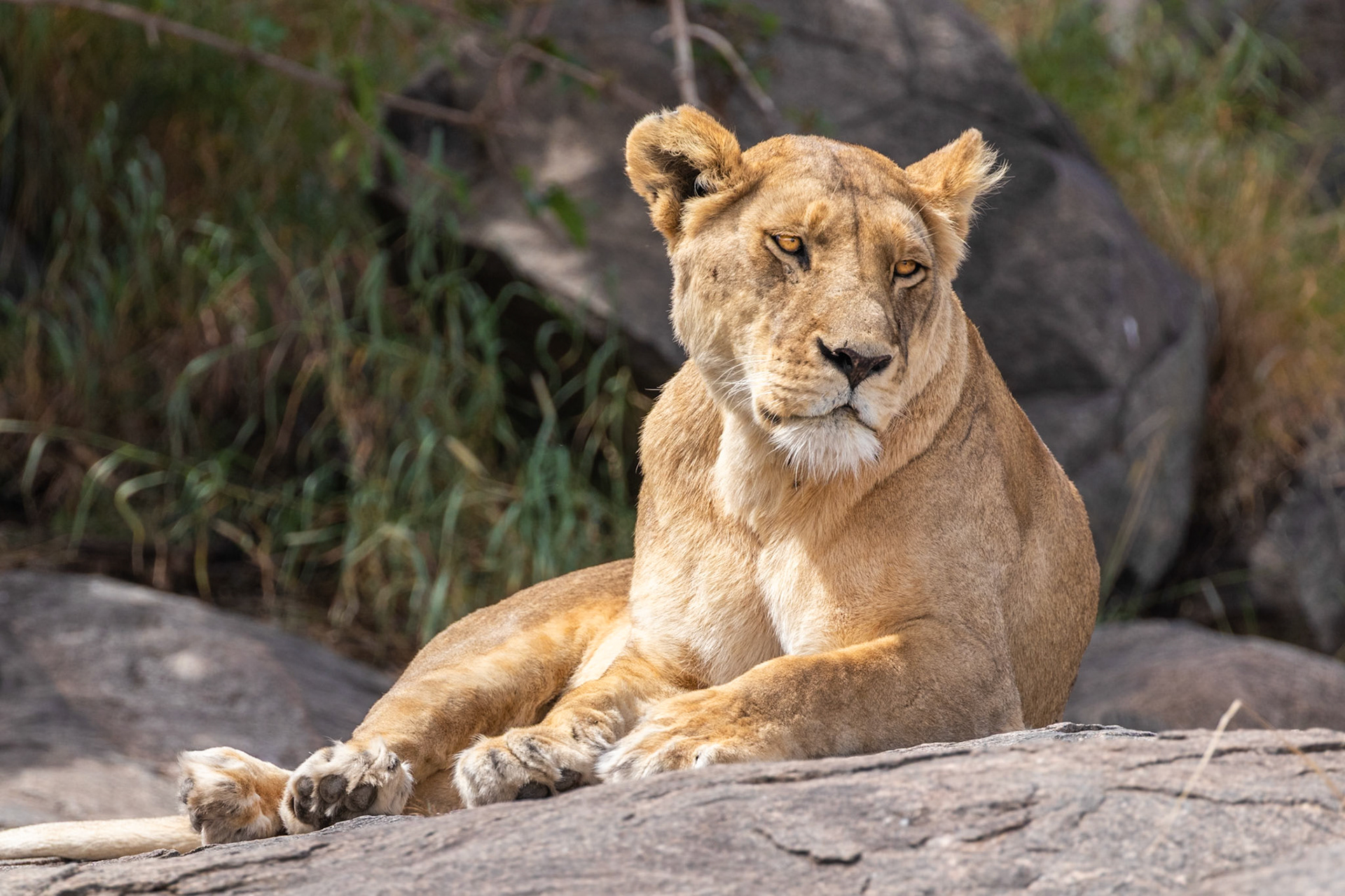 Serengeti National Park, Tanzania