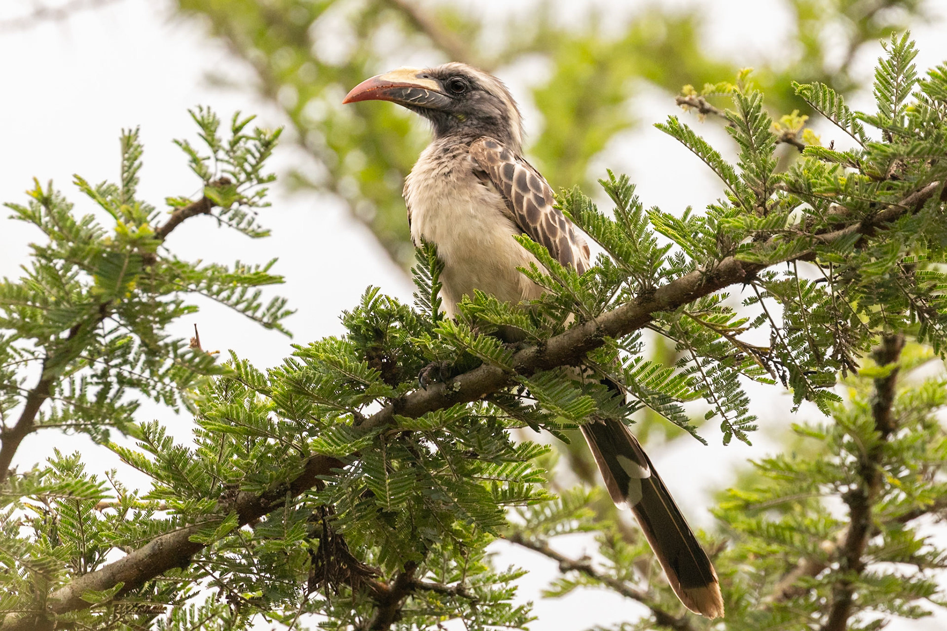 Lake Mburo National Park, Uganda