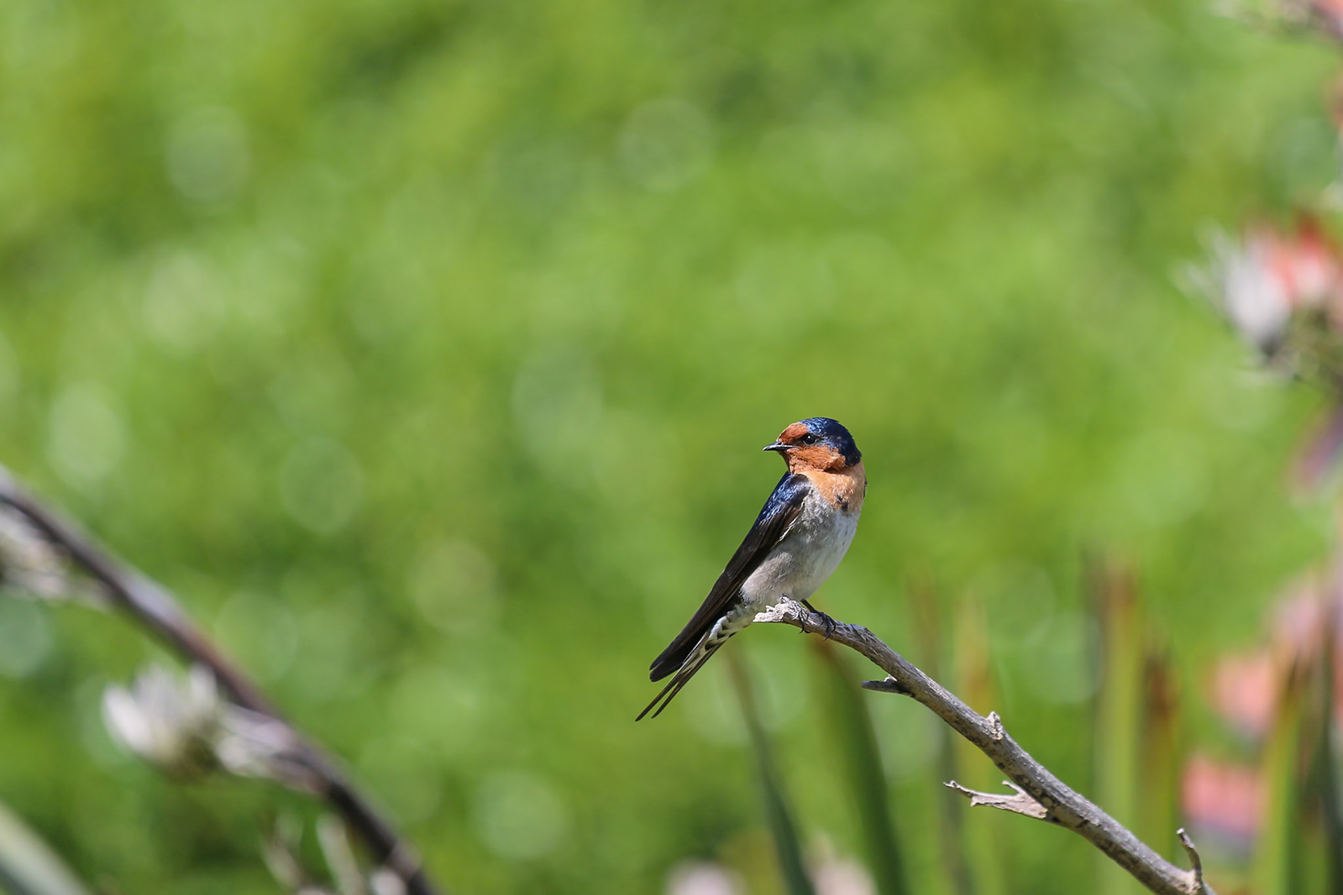 Dunedin, New Zealand