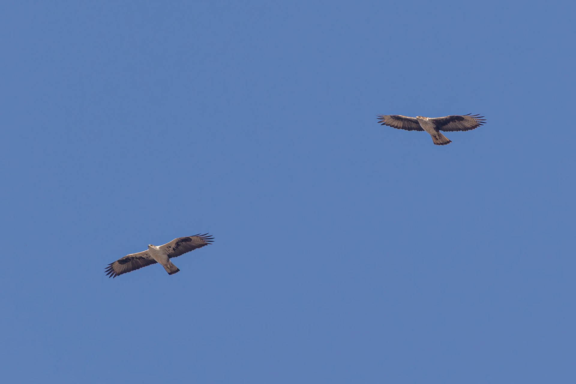 Souss-Massa National Park, Morocco
