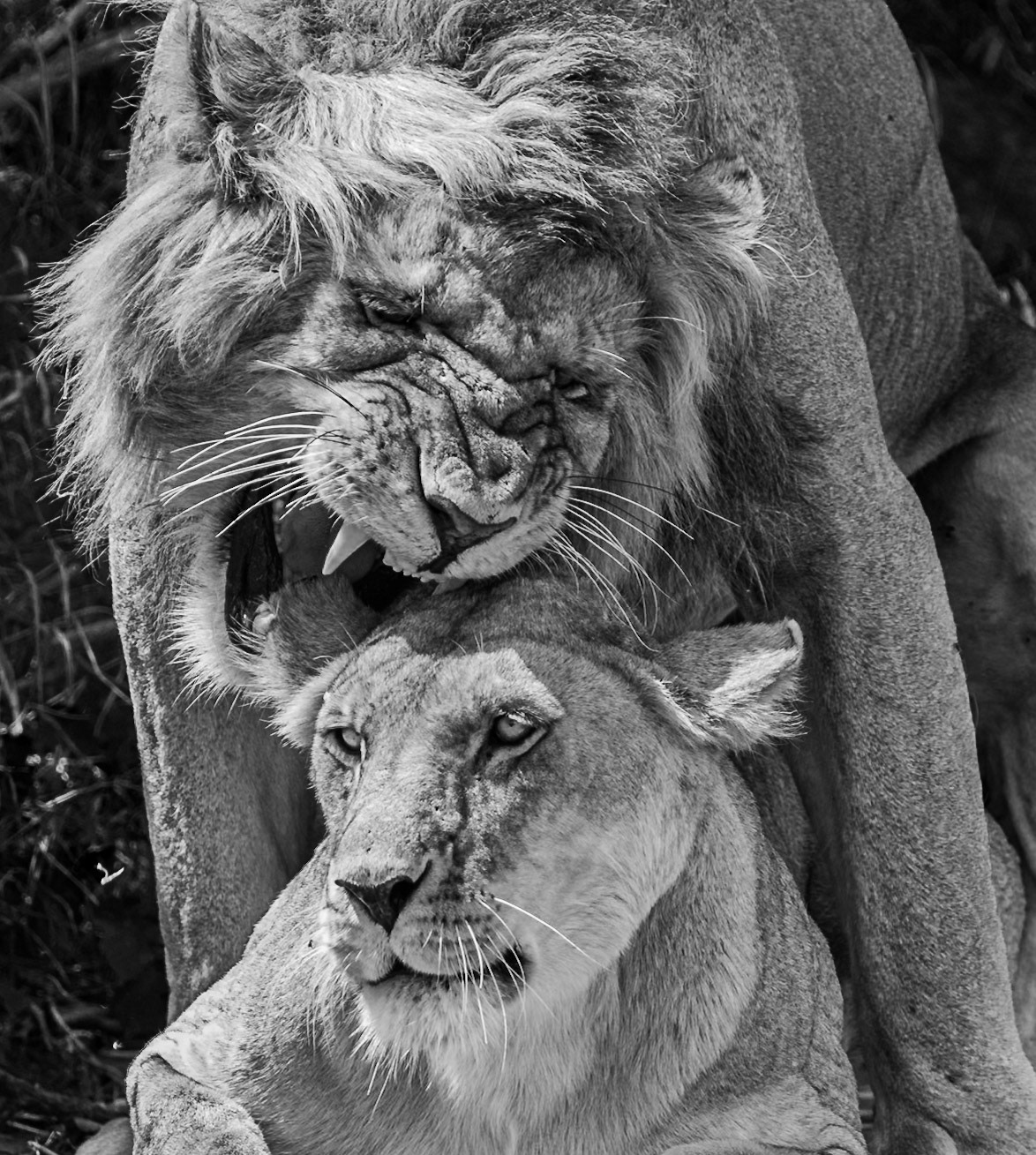 Serengeti National Park, Tanzania