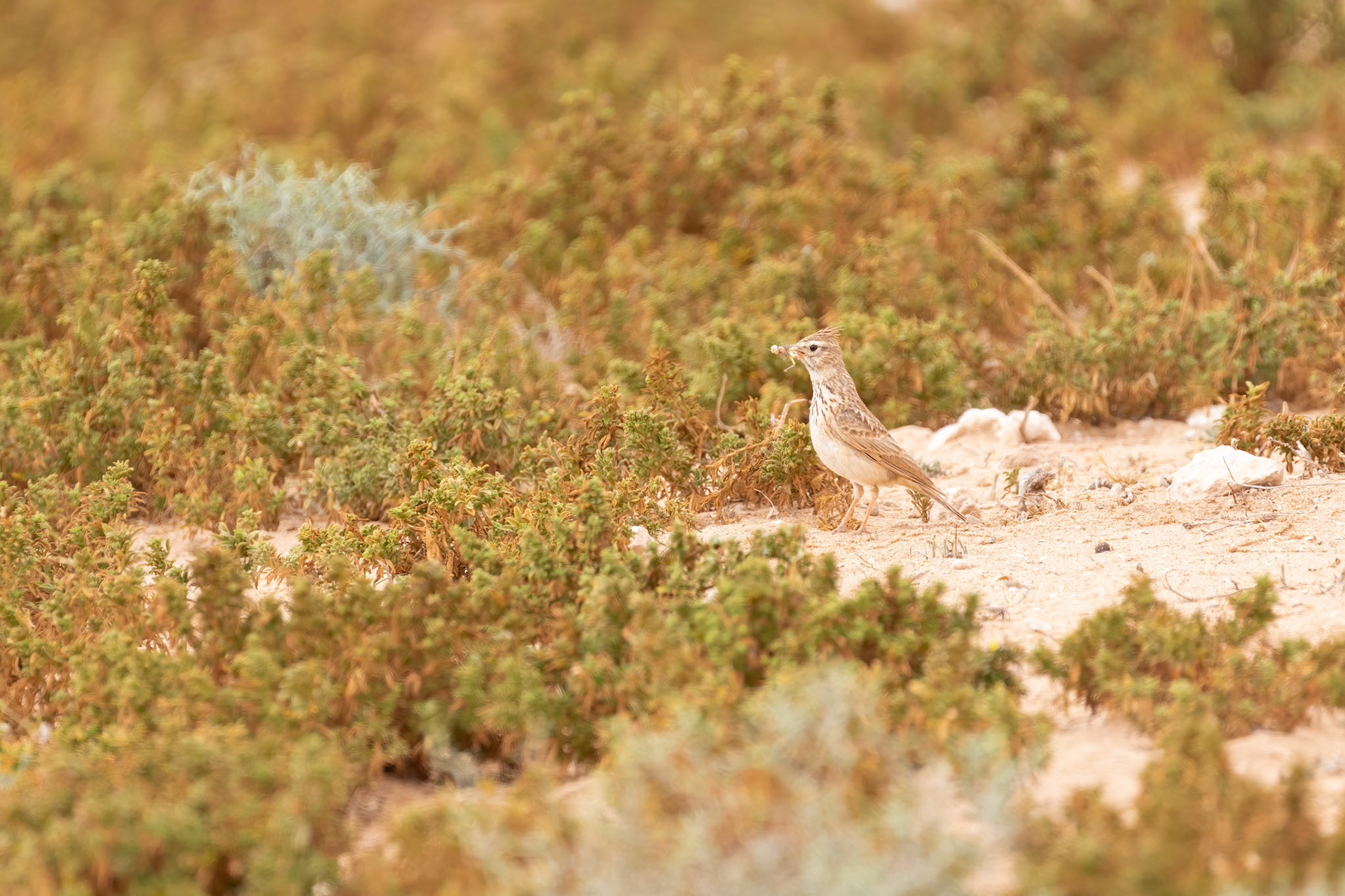 Souss-Massa National Park, Morocco