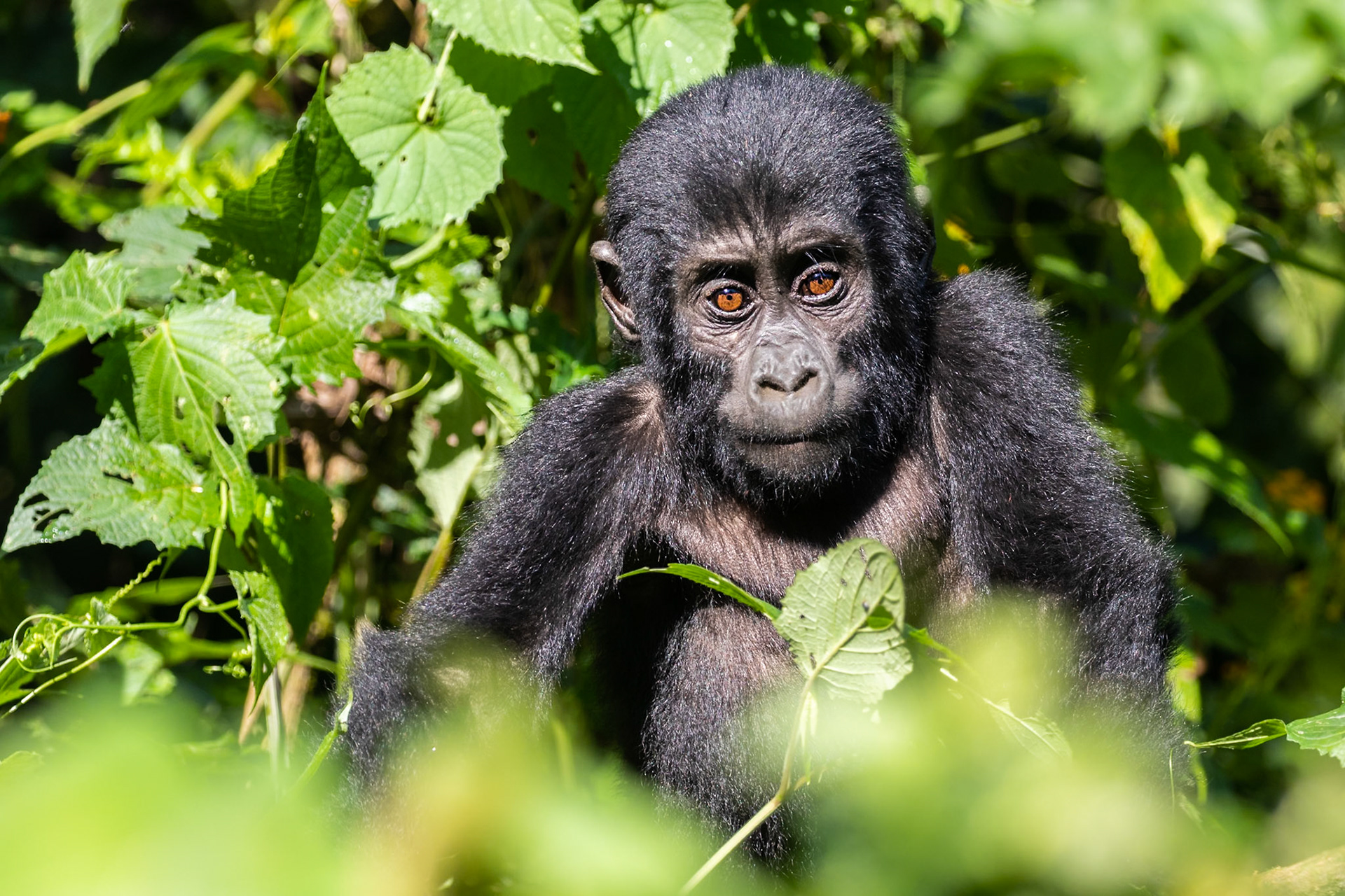 Bwindi National Park, Uganda