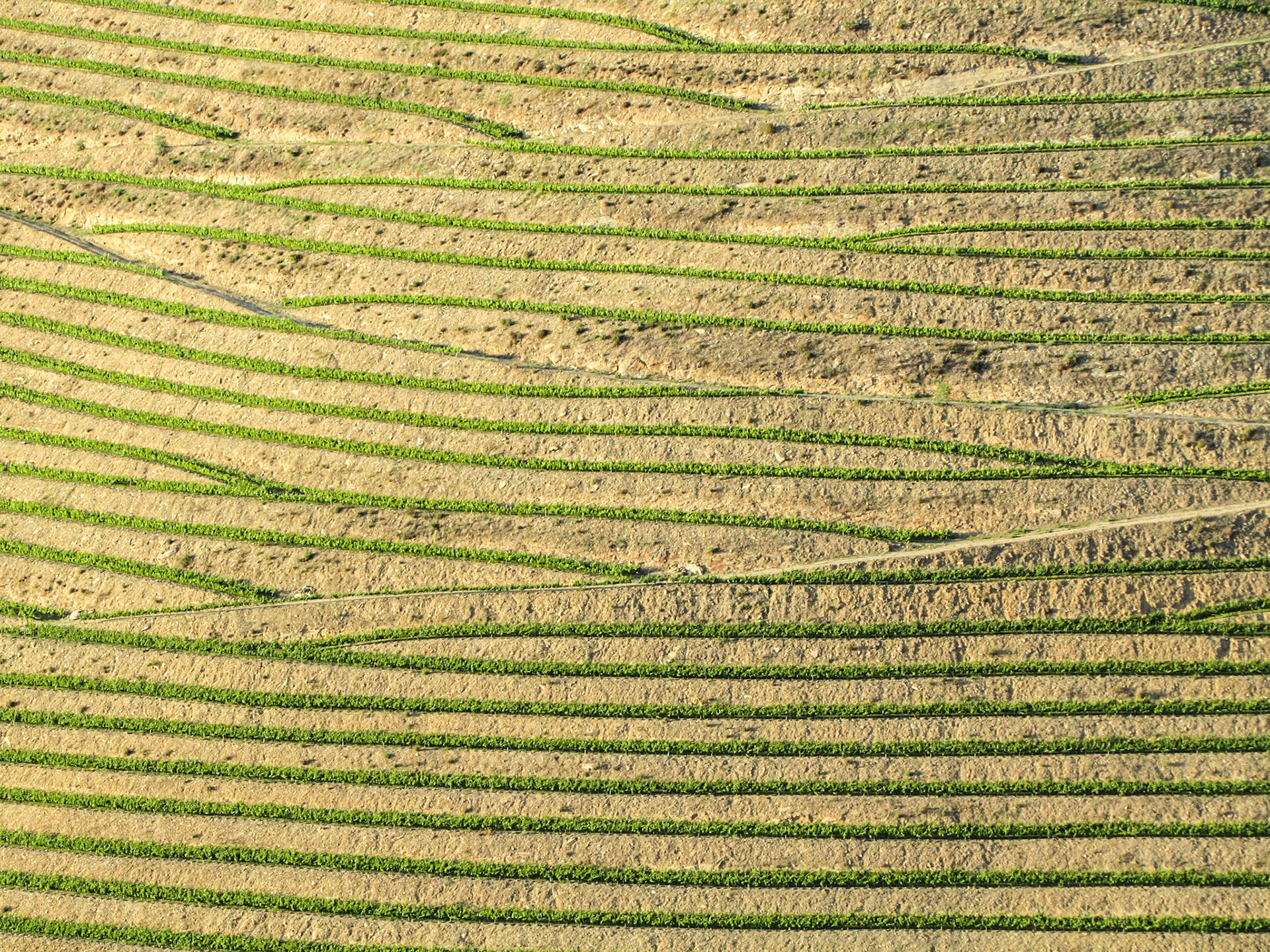 The terraced vineyards of the Douro region, Portugal