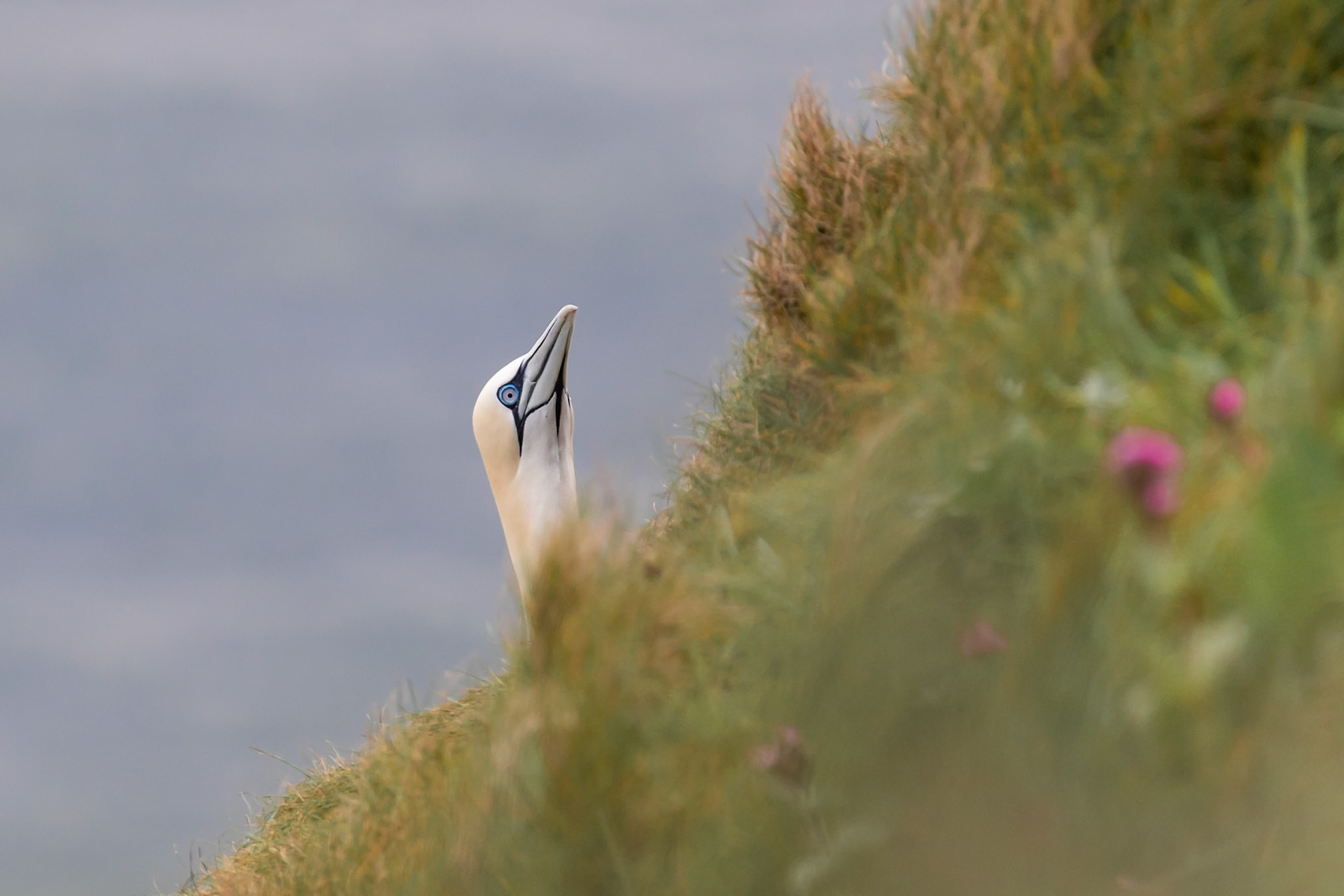 Bempton Cliffs, United Kingdom