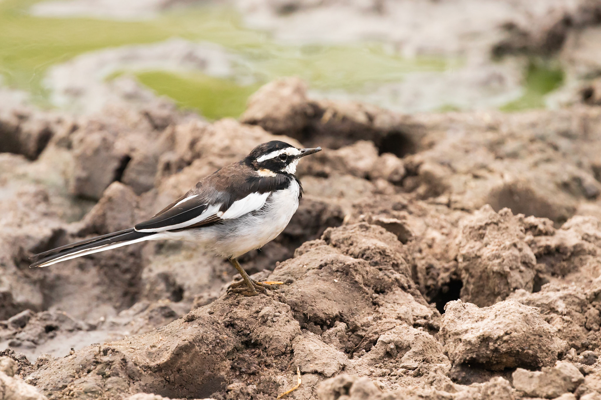 Lake Mburo National Park, Uganda