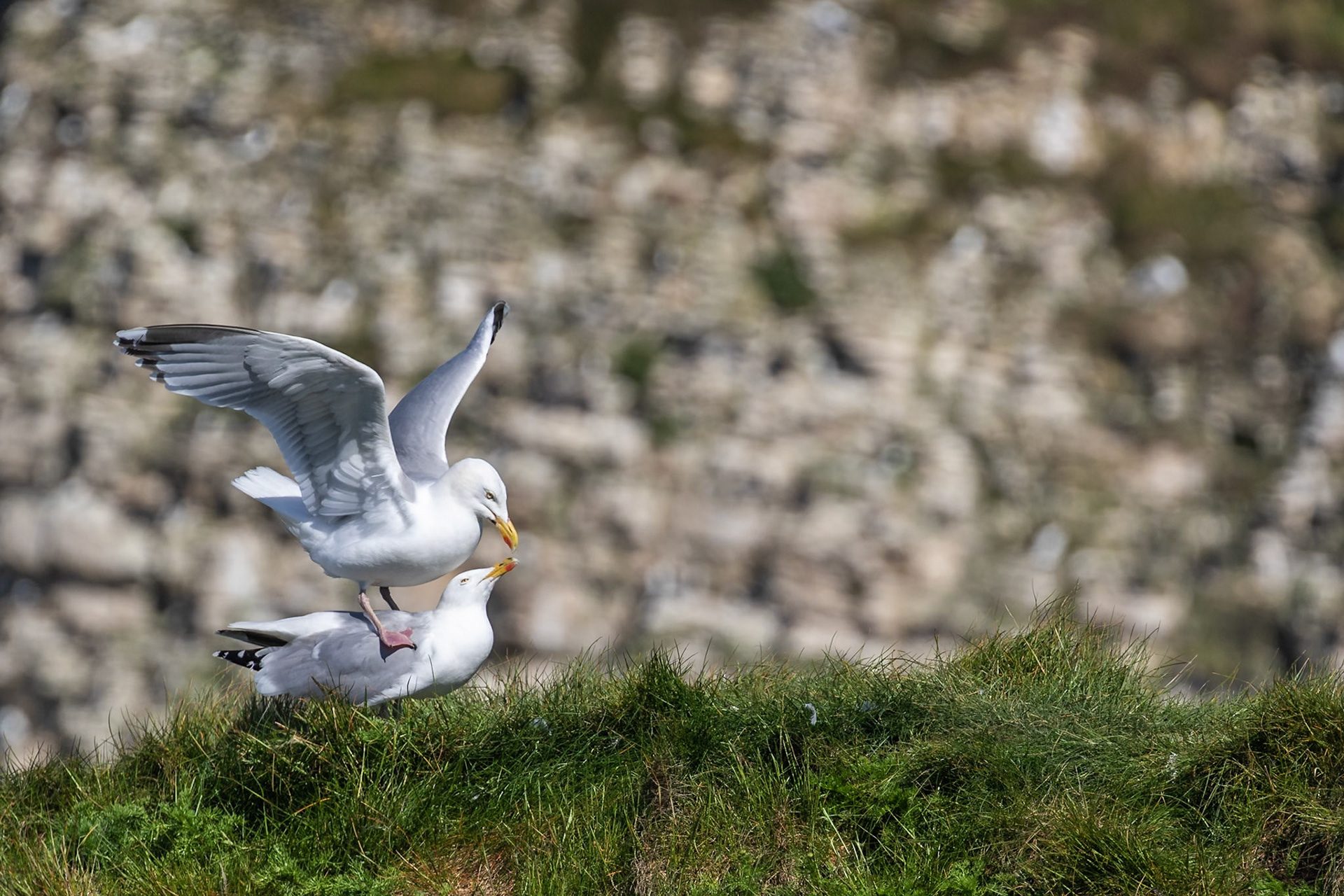 Bempton Cliffs, United Kingdom