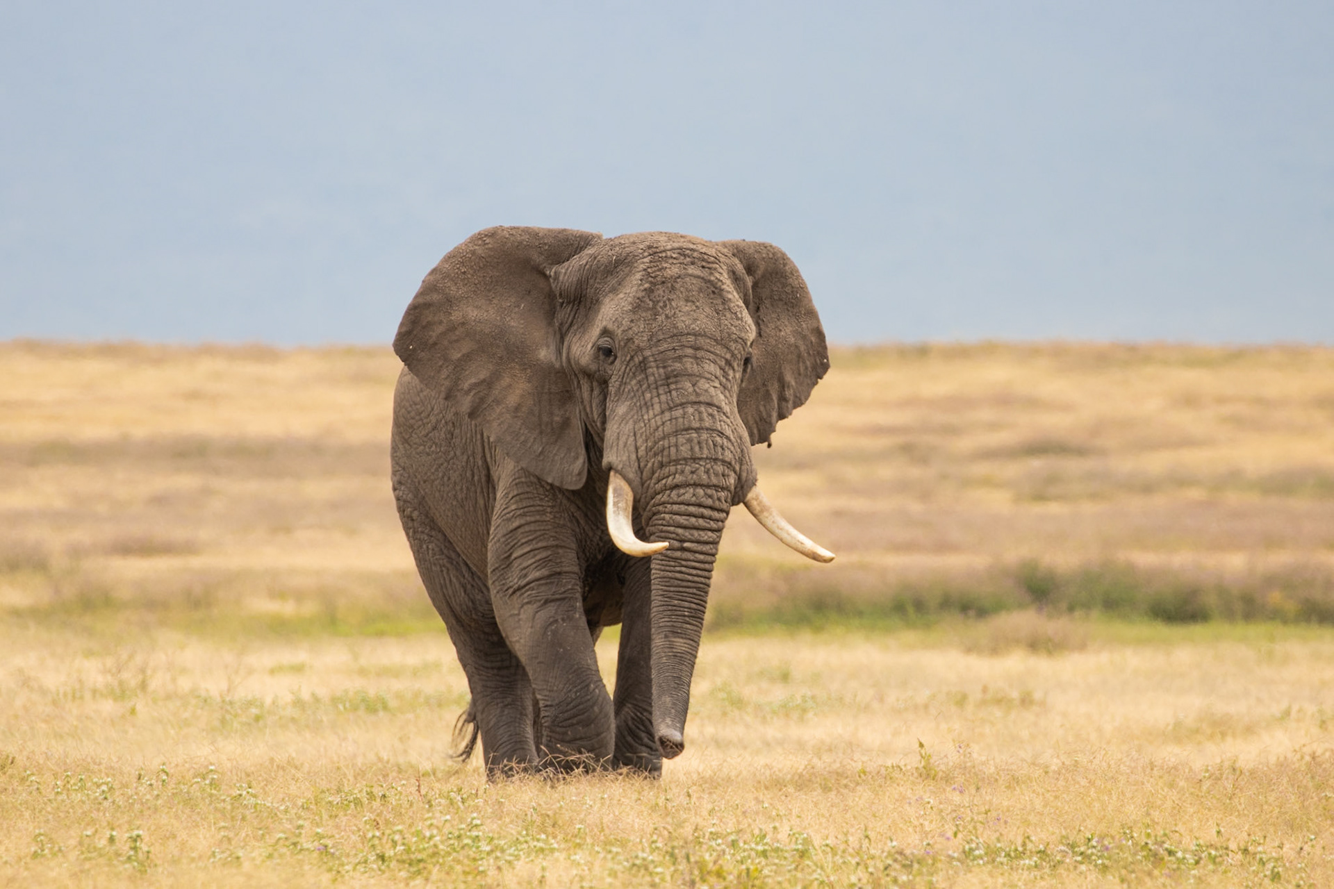 Ngorongoro National Park, Tanzania