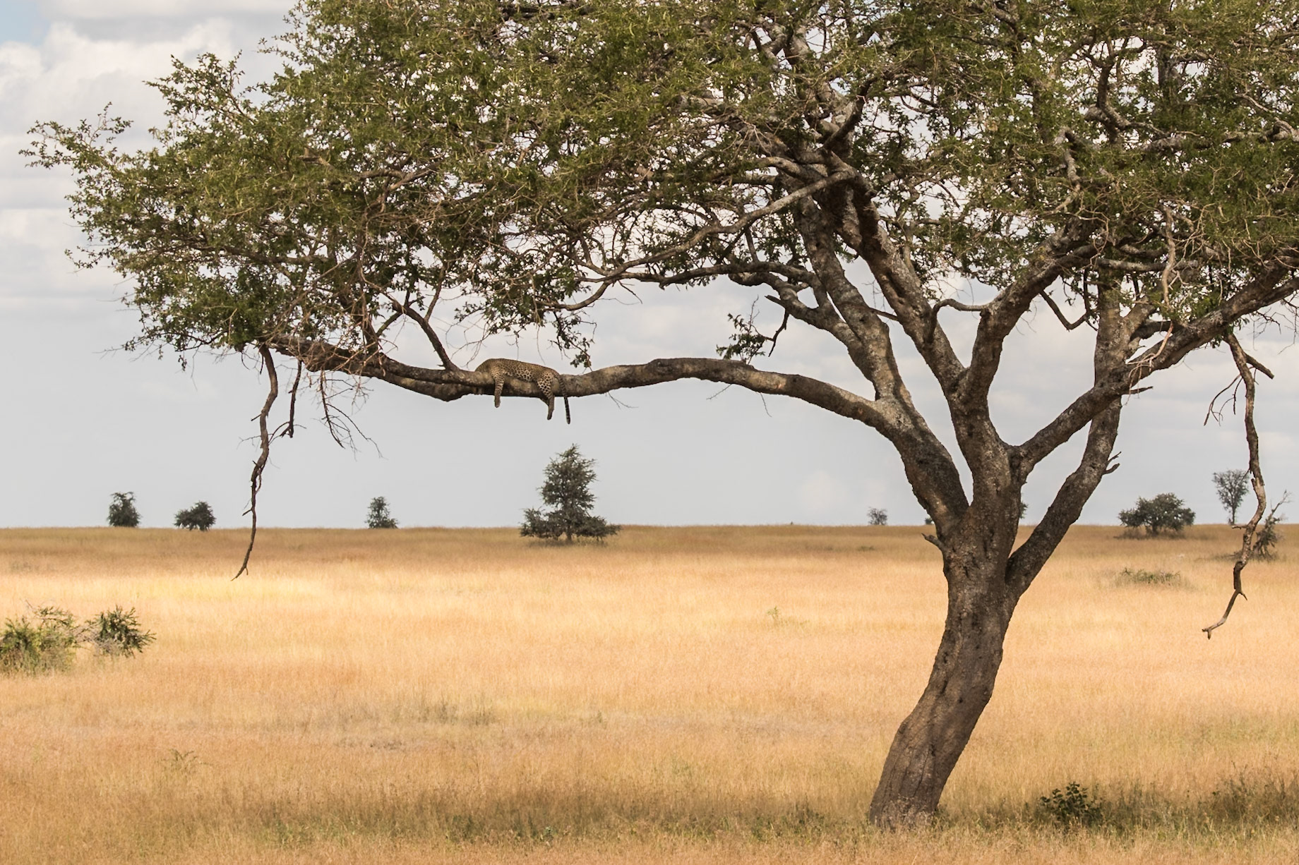 Serengeti National Park, Tanzania