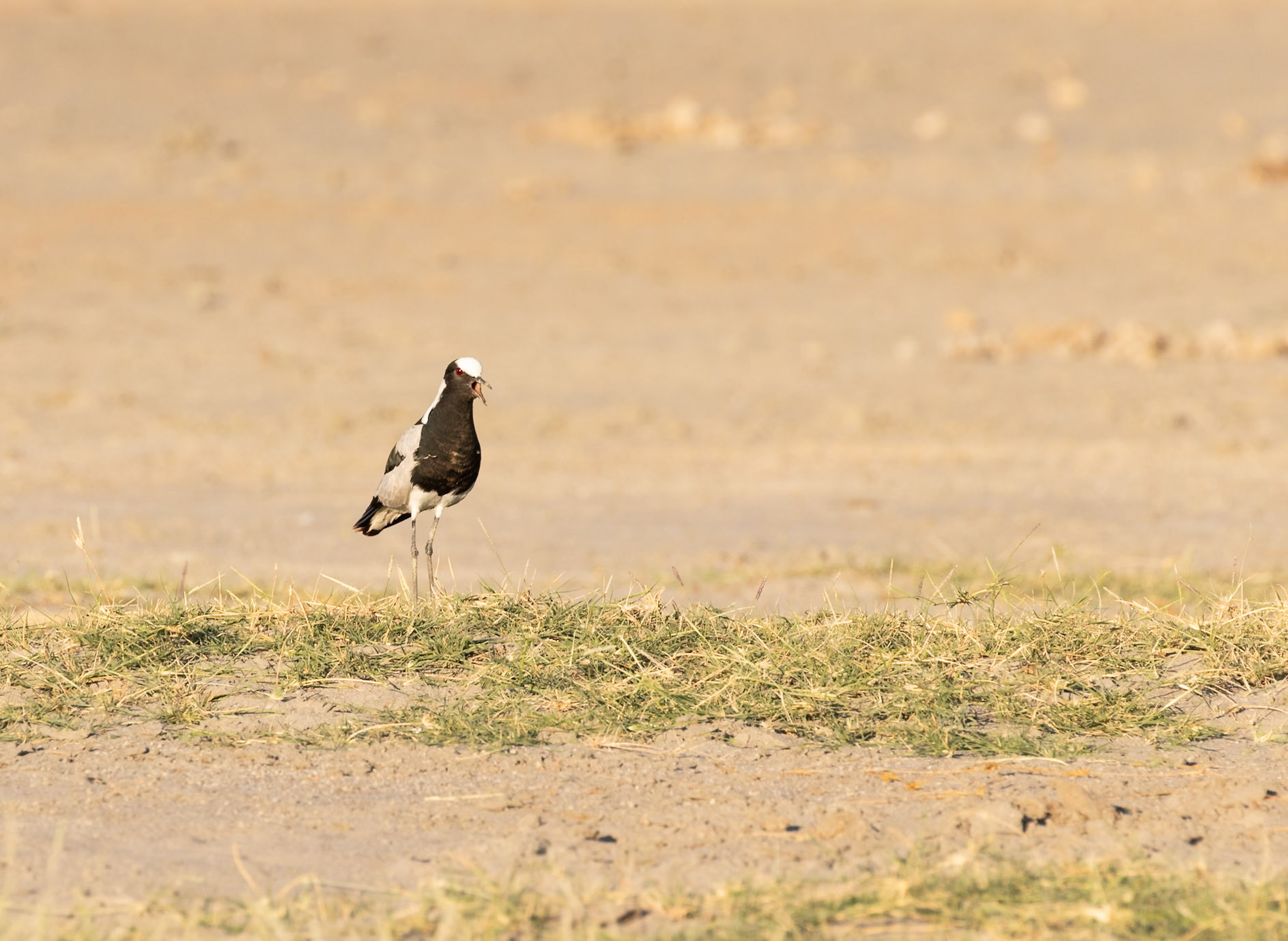 Tarangire National Park, Tanzania