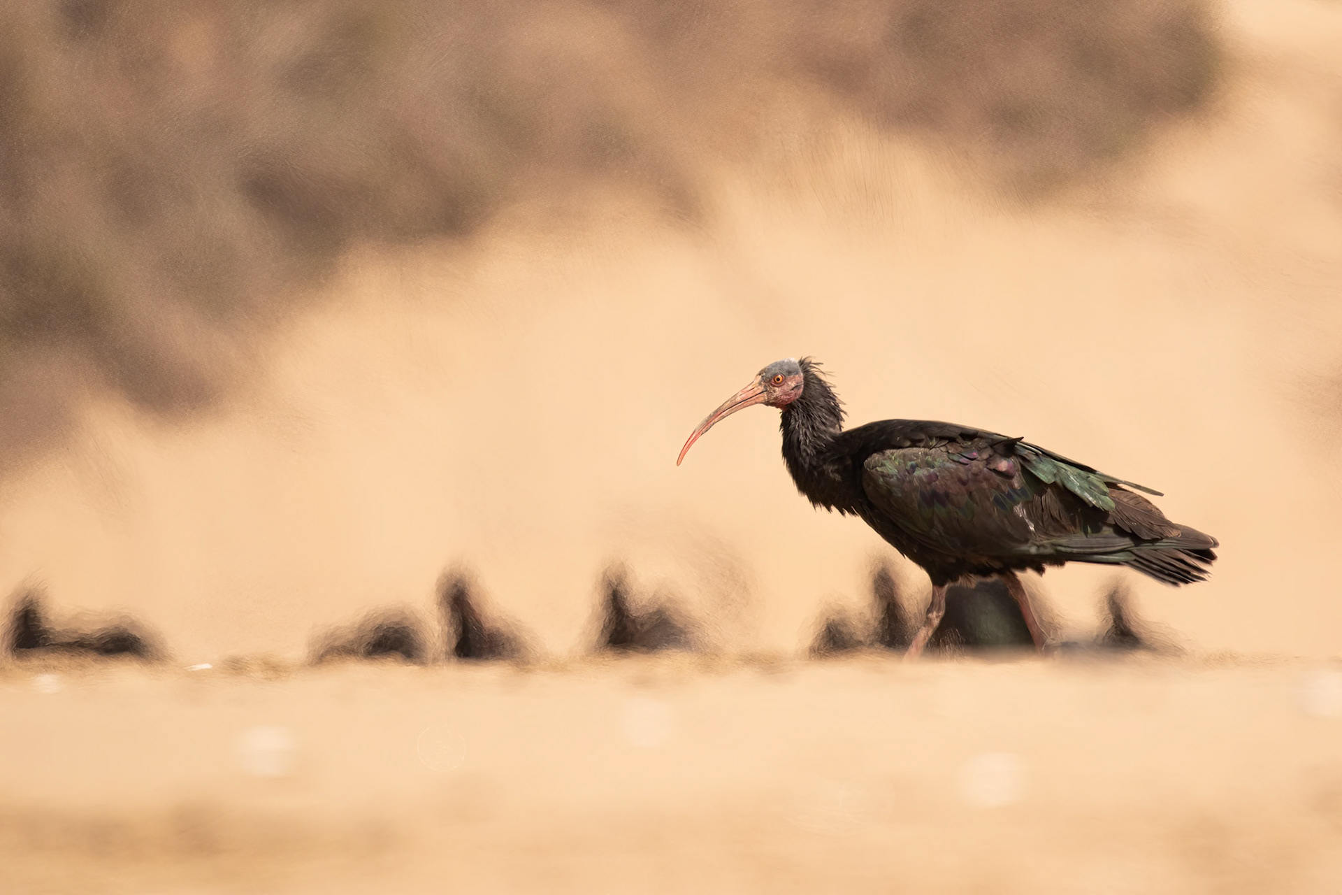 Souss-Massa National Park, Morocco