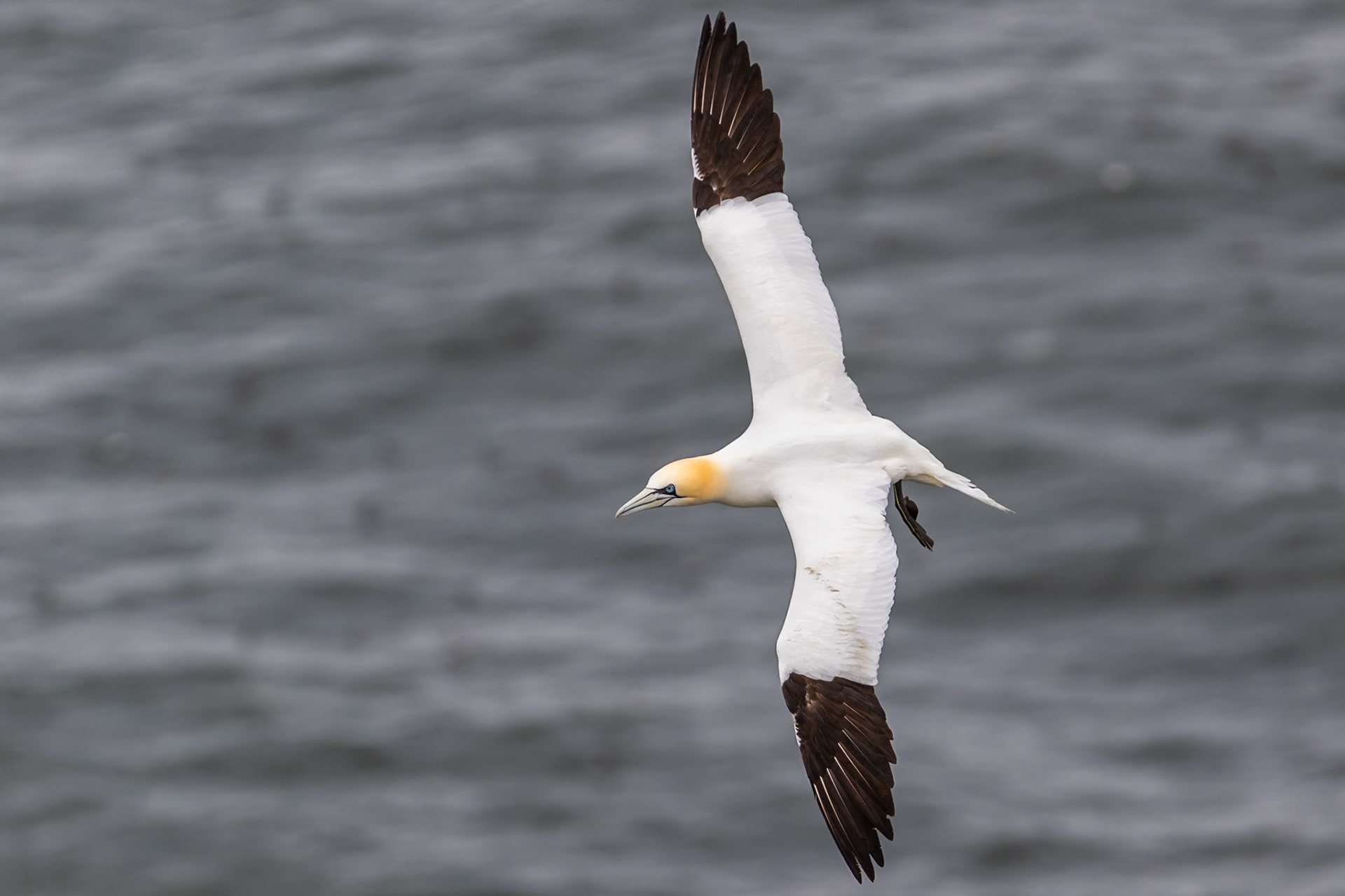 Bempton Cliffs, United Kingdom