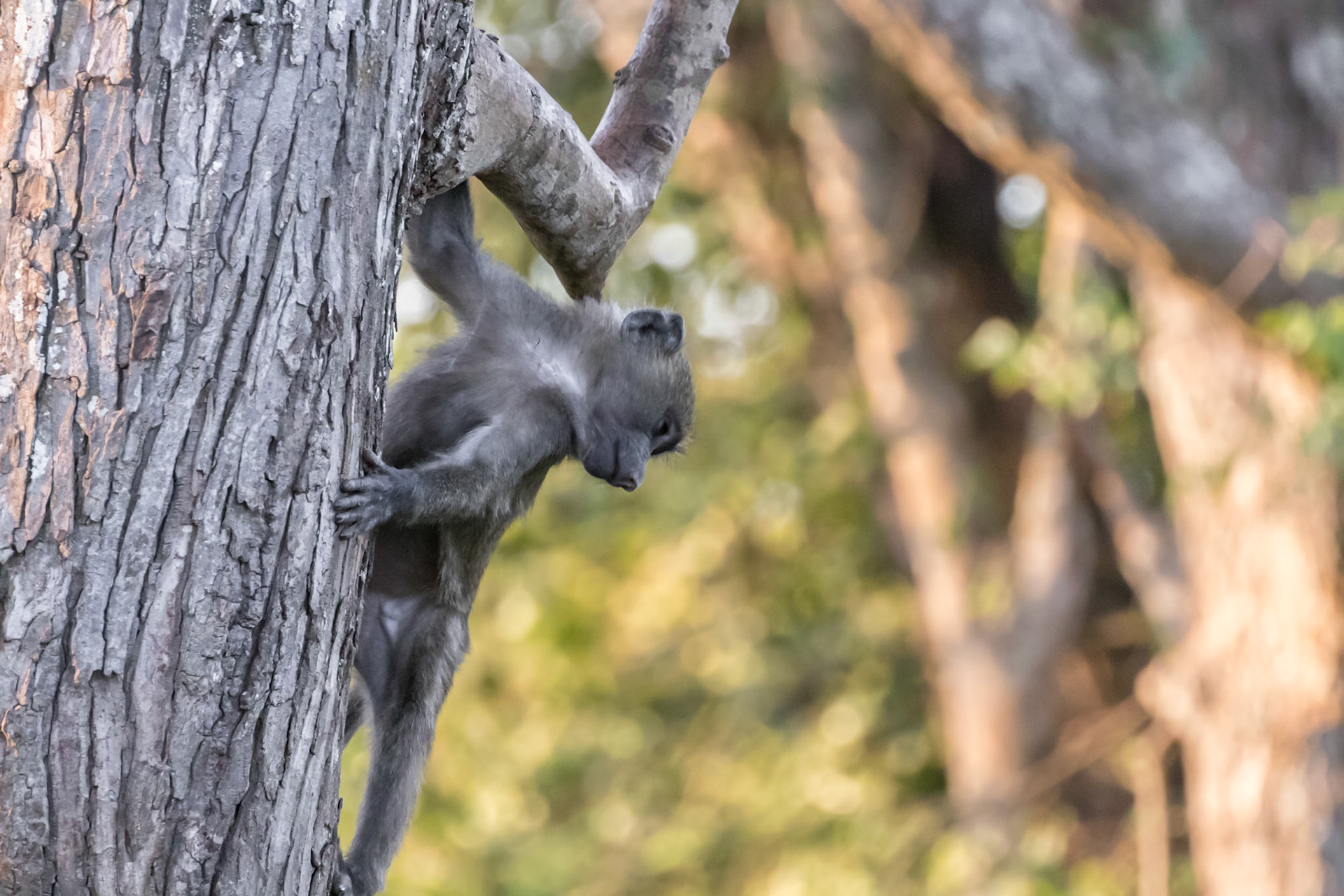 Lake Mburo National Park, Uganda