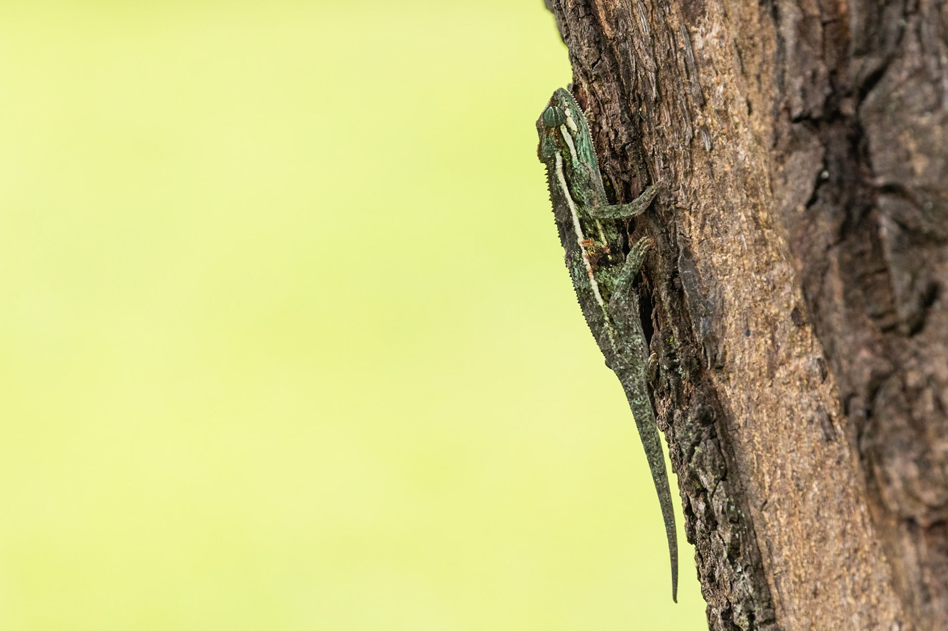 Bigodi Swamp, Uganda