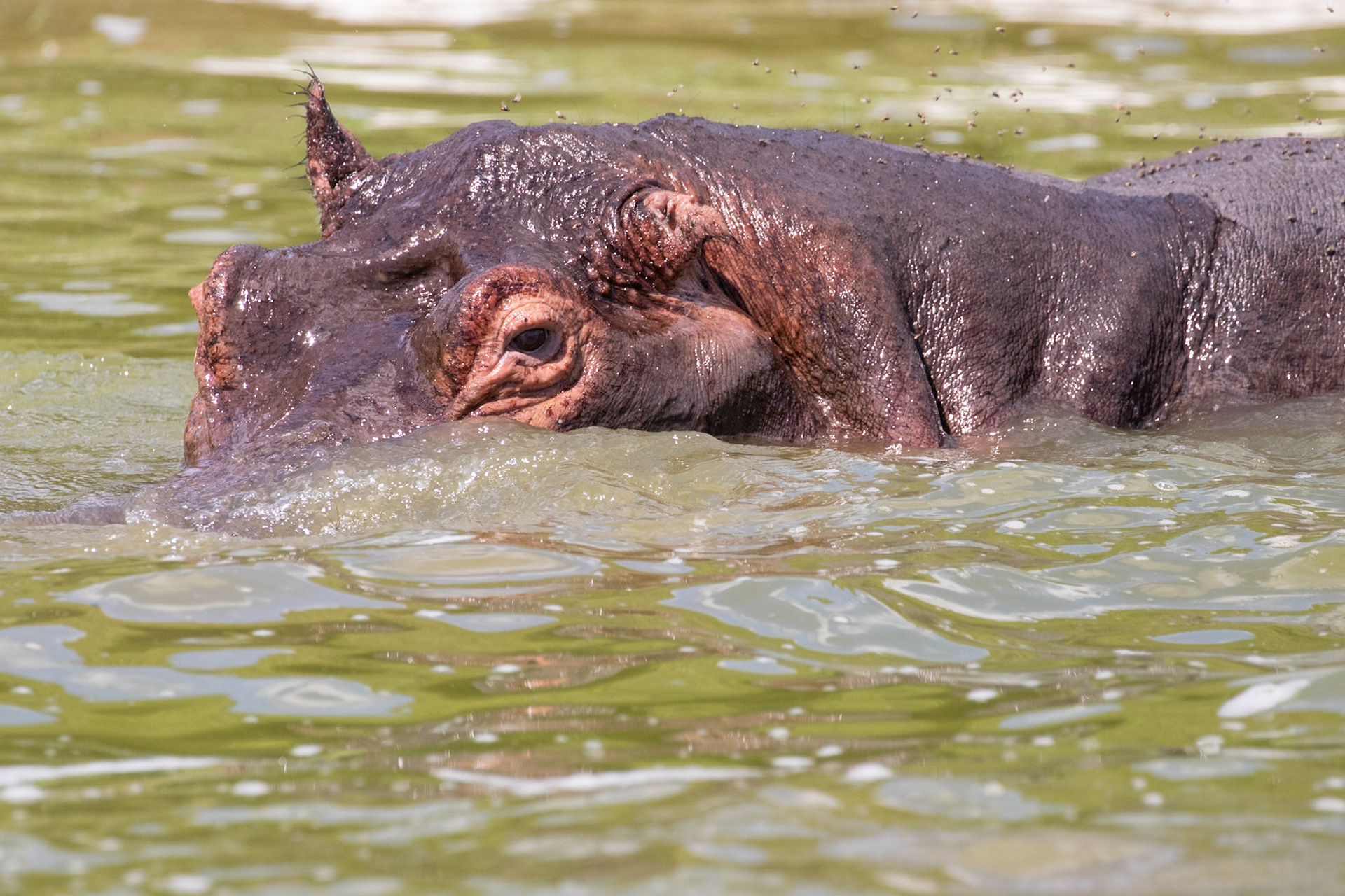 Queen Elizabeth National Park, Uganda