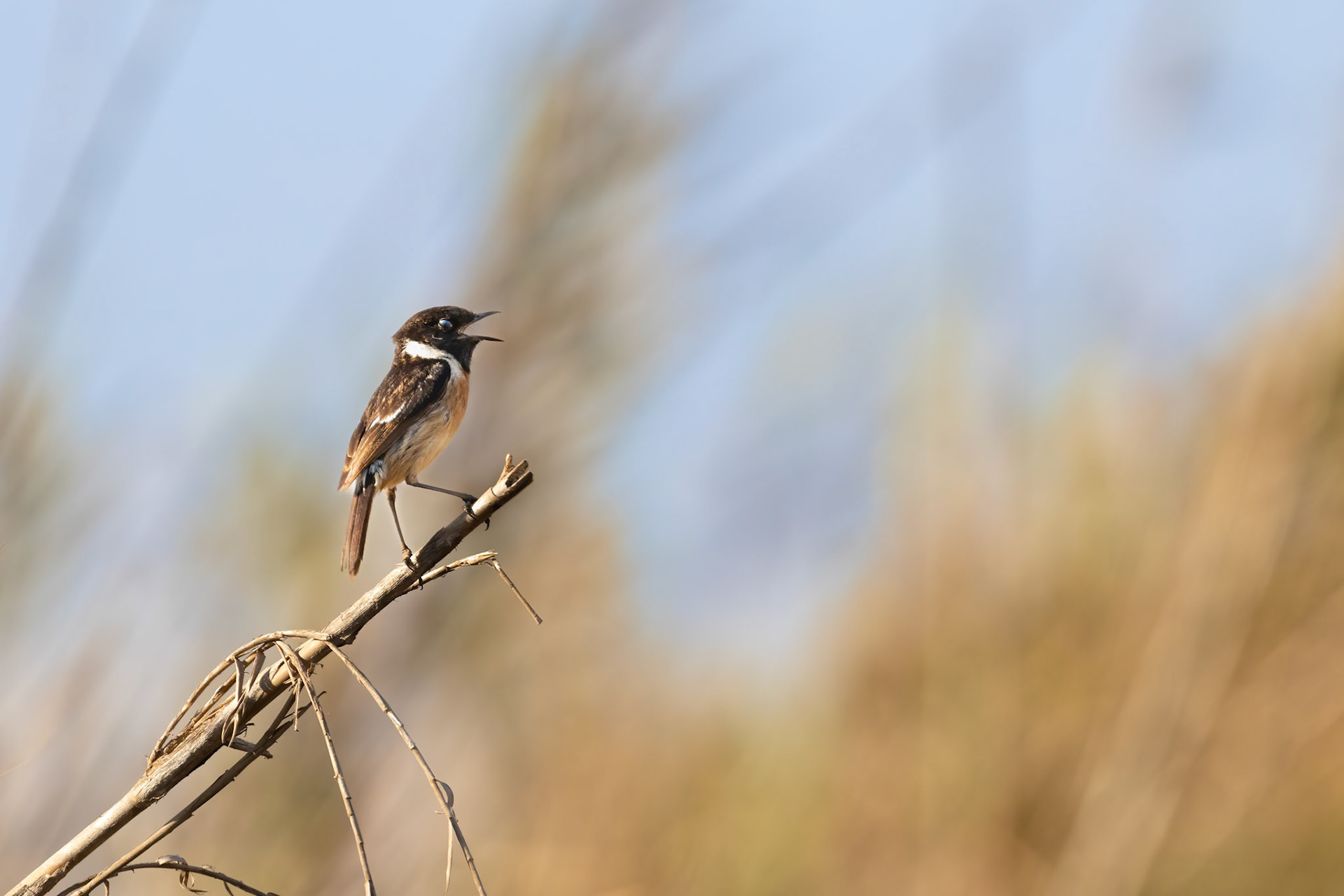 Souss-Massa National Park, Morocco