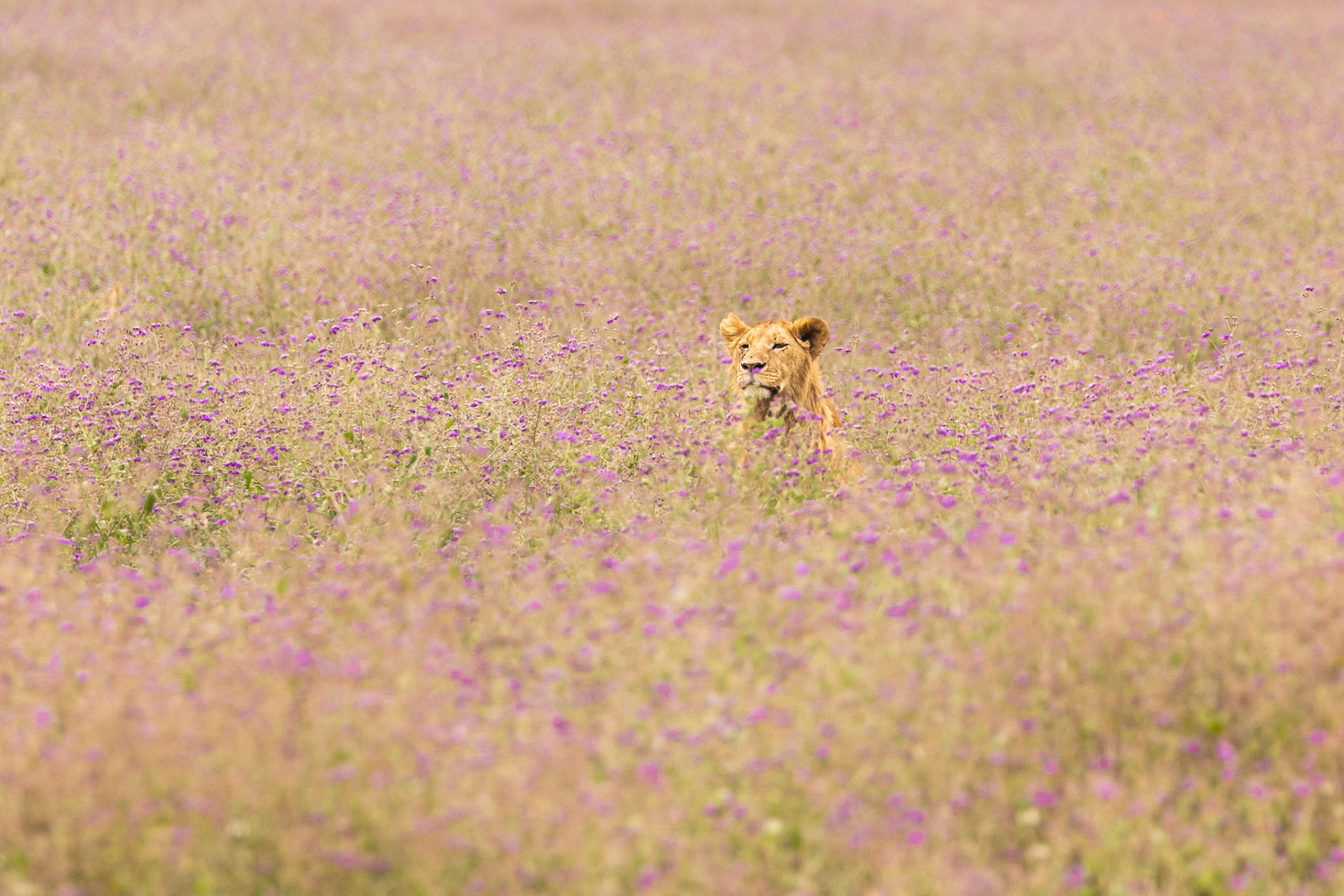 Ngorongoro National Park, Tanzania