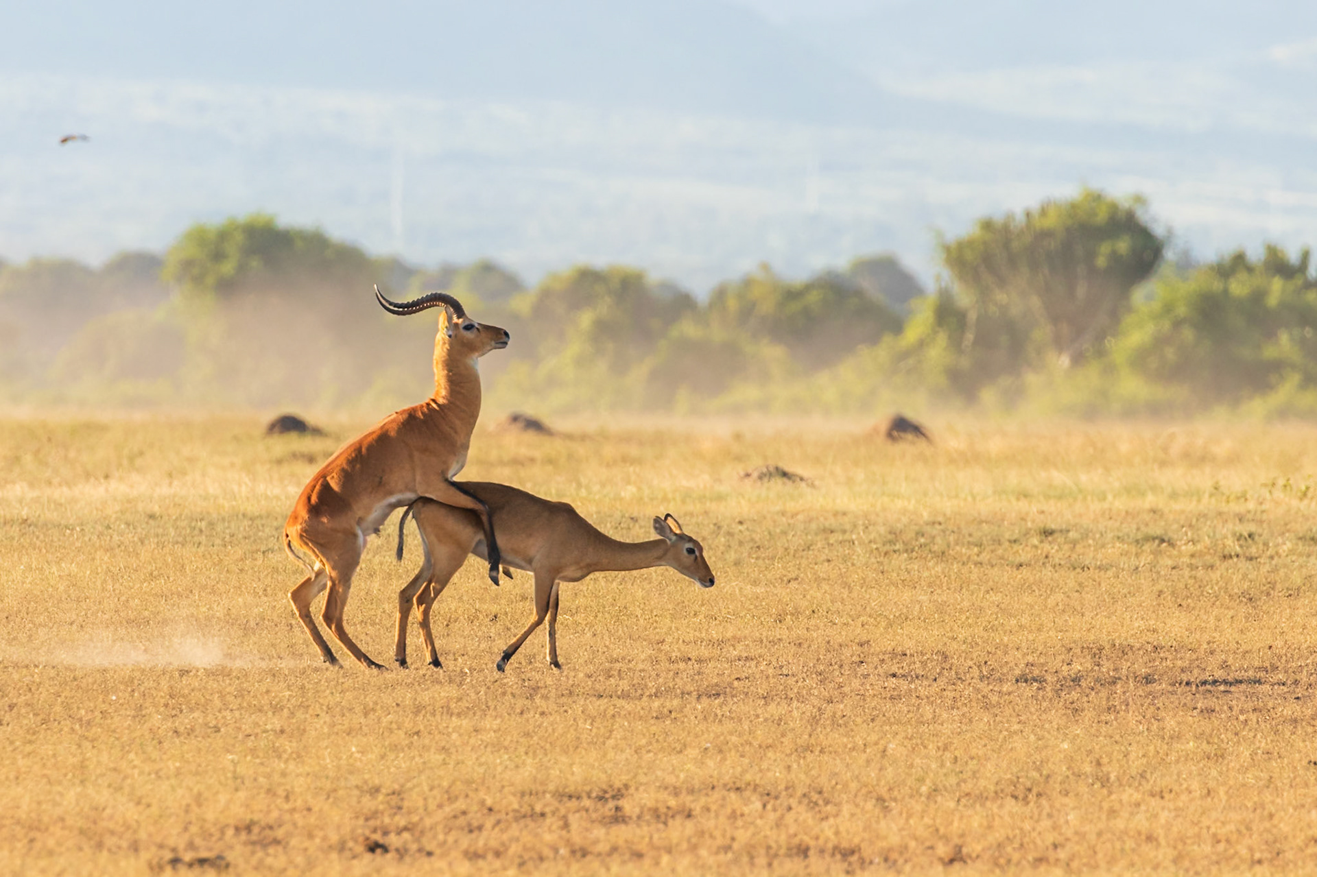 Queen Elizabeth National Park, Uganda