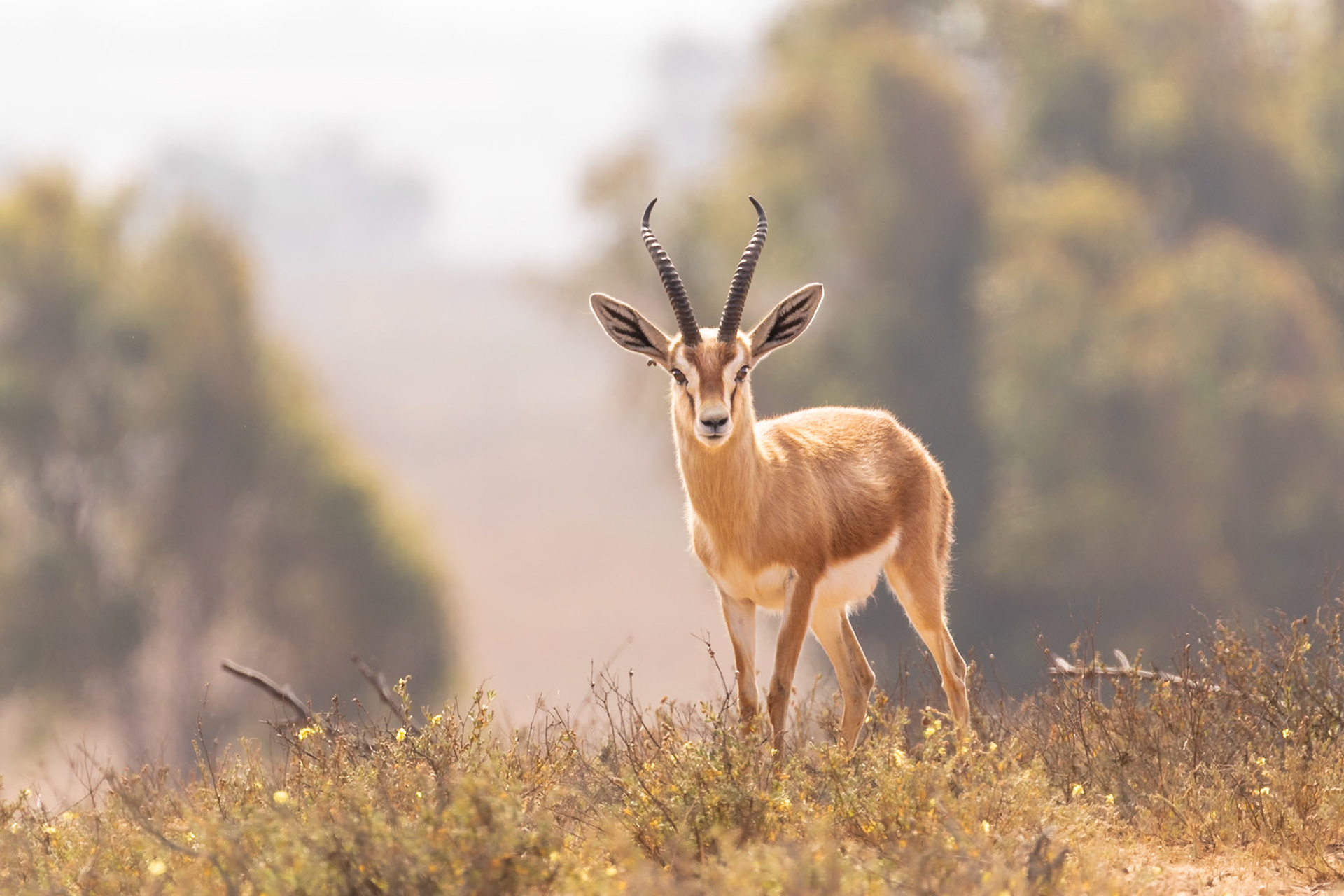 Souss-Massa National Park, Morocco