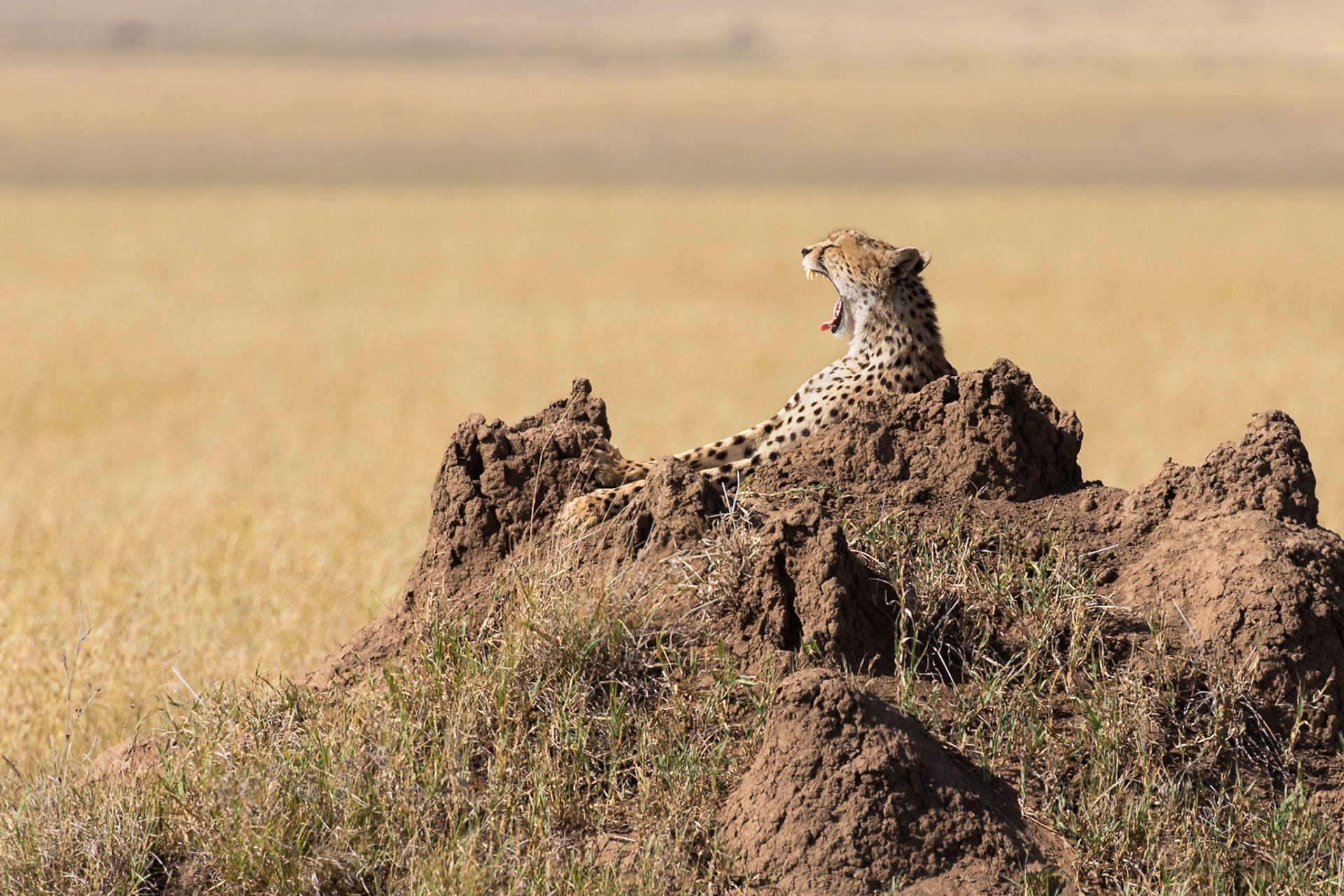 Serengeti National Park, Tanzania