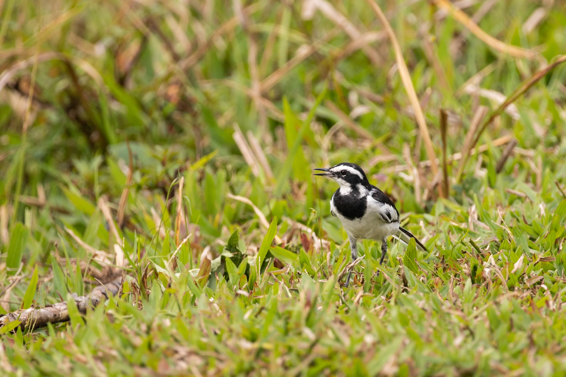 Bigodi Swamp, Uganda