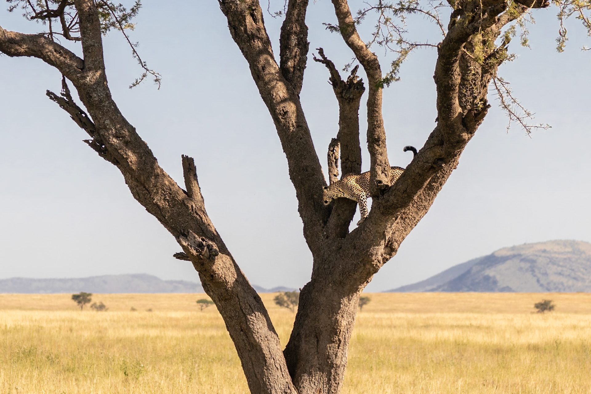 Serengeti National Park, Tanzania