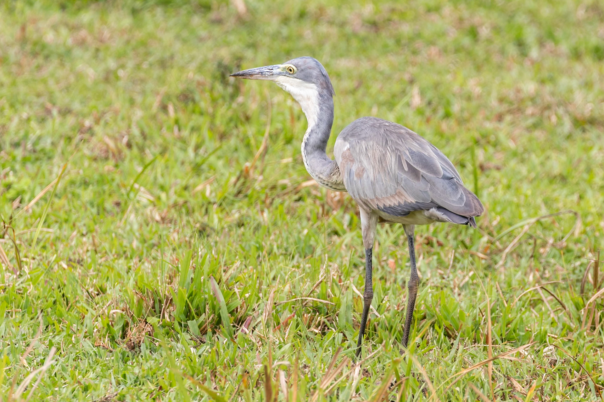 Bigodi Swamp, Uganda