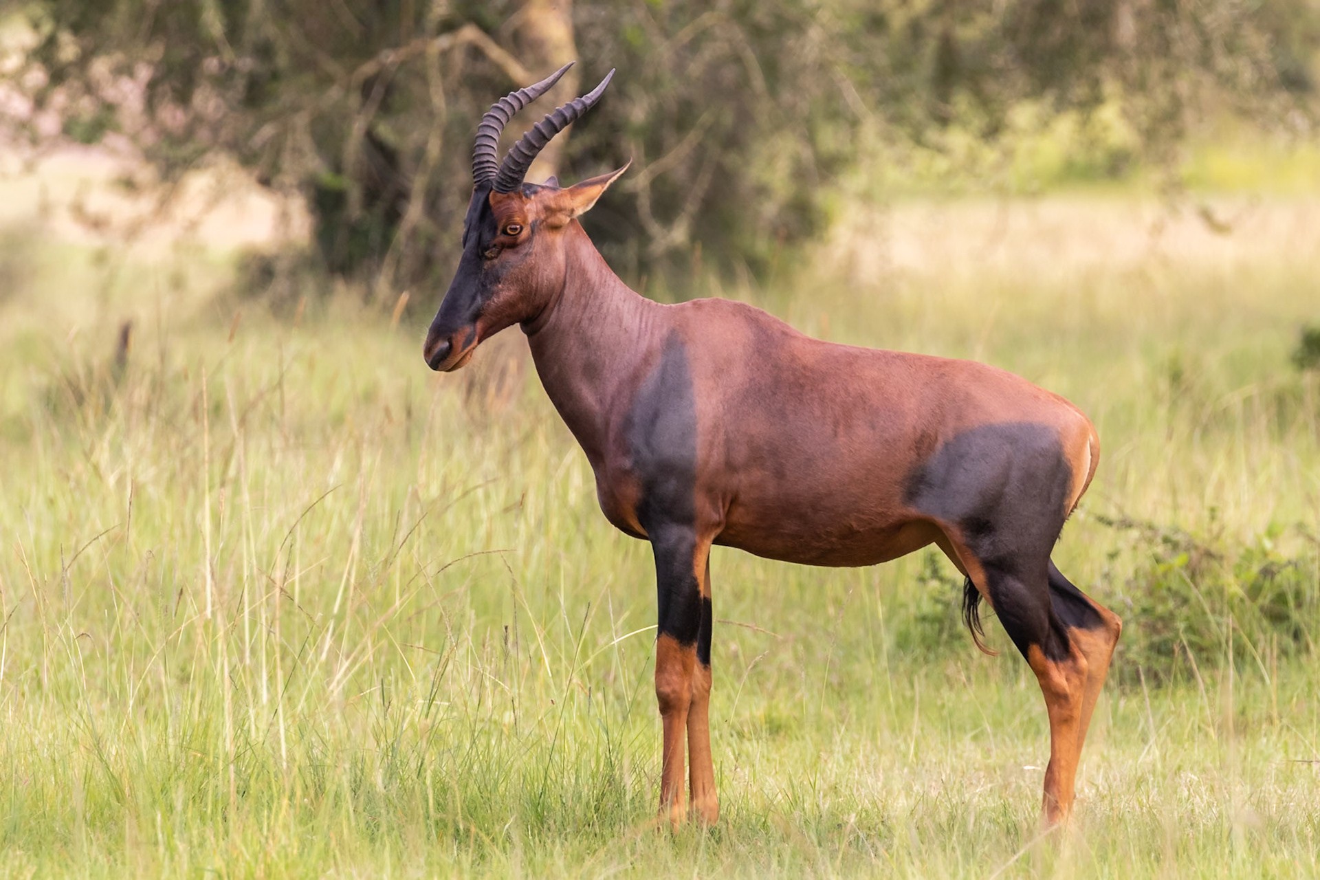Lake Mburo National Park, Uganda