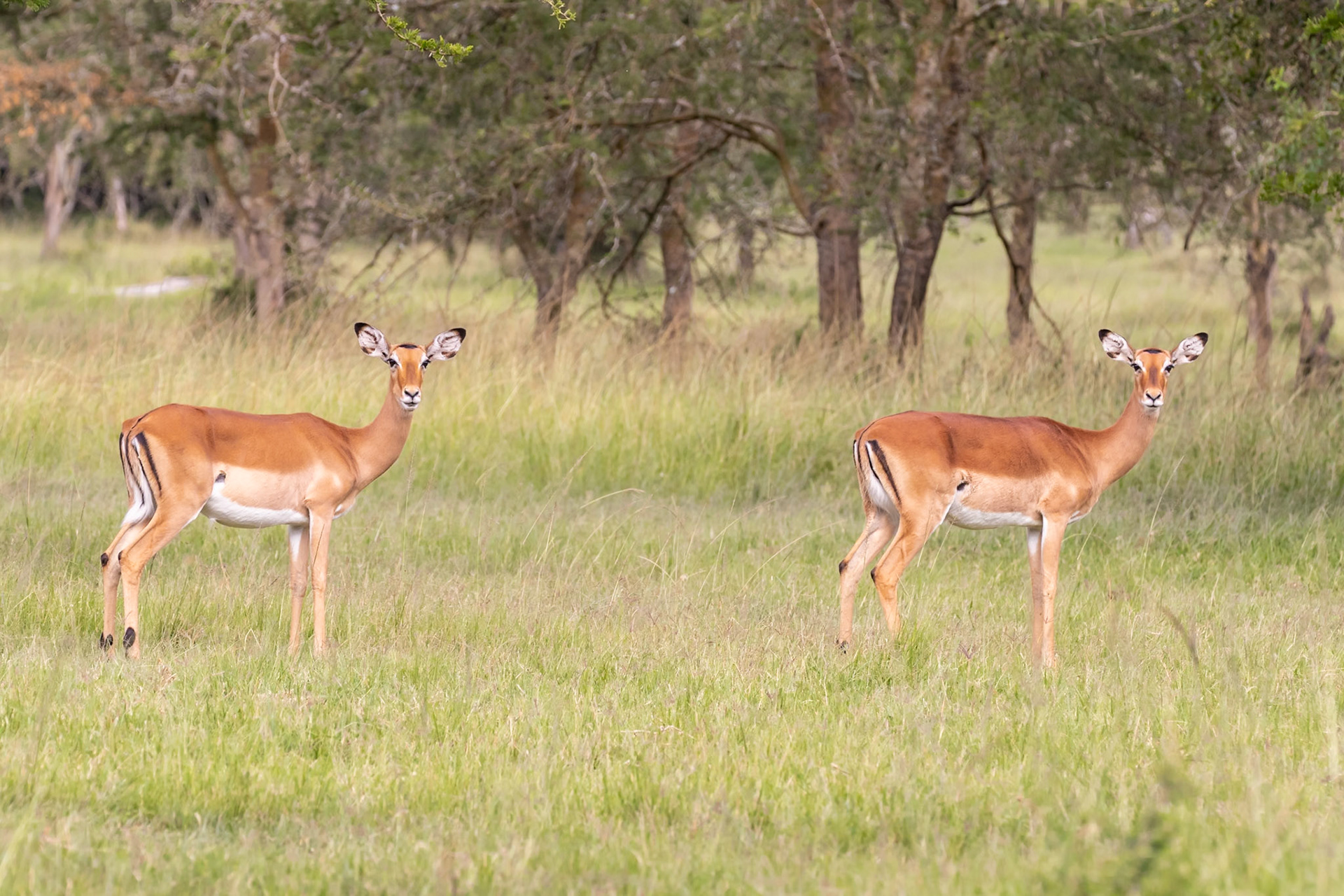 Lake Mburo National Park, Uganda