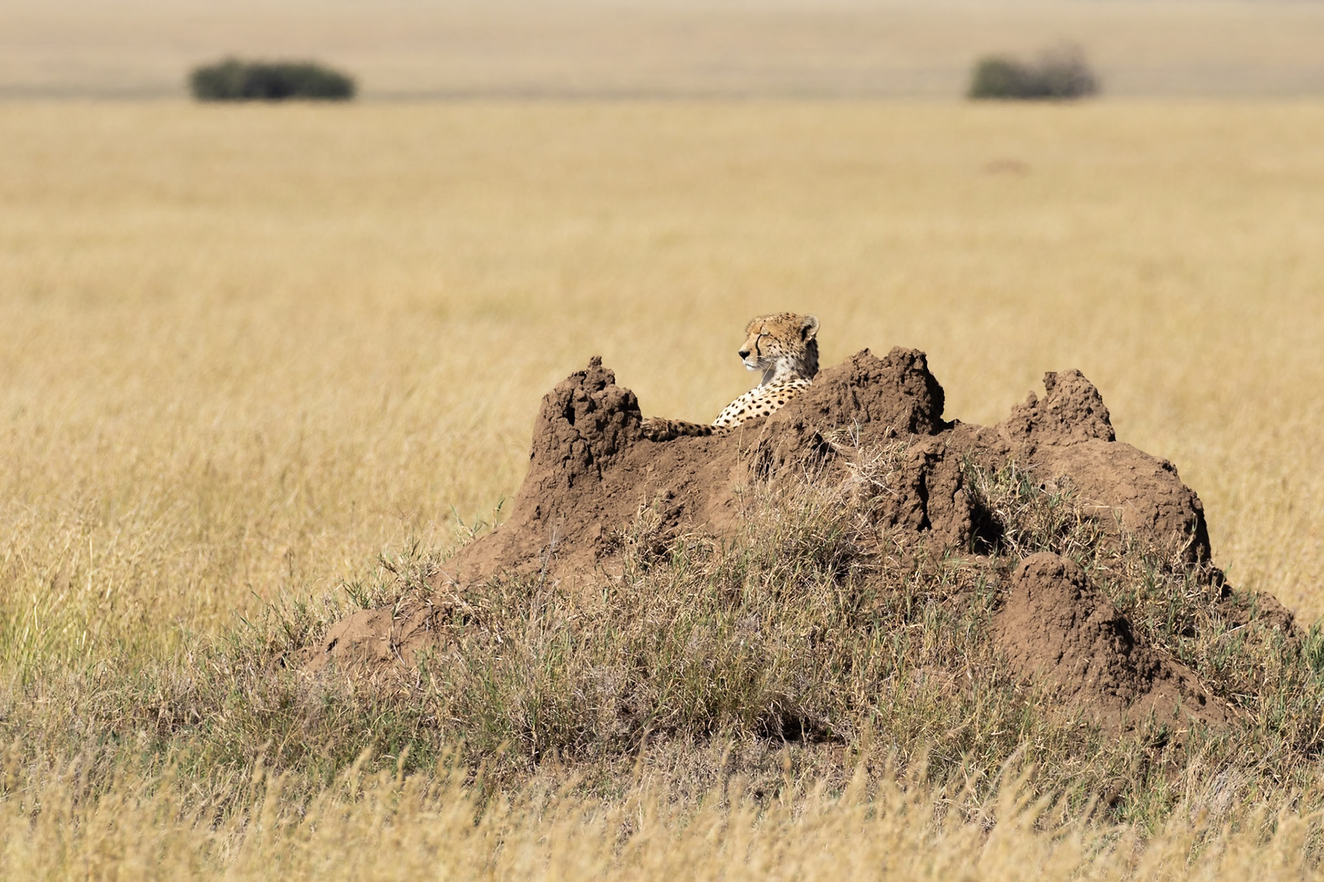 Serengeti National Park, Tanzania