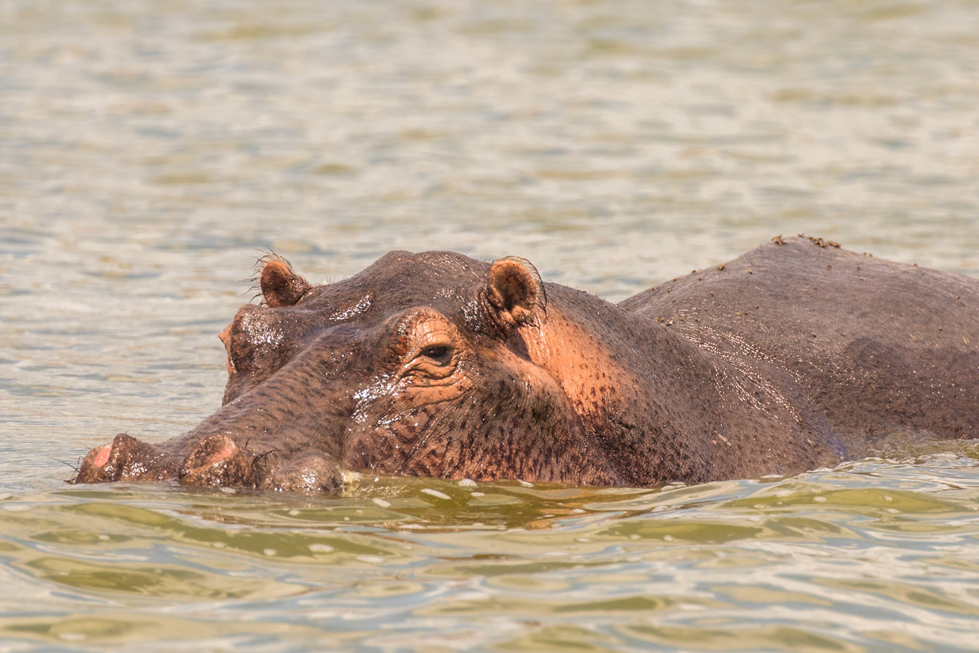 Queen Elizabeth National Park, Uganda