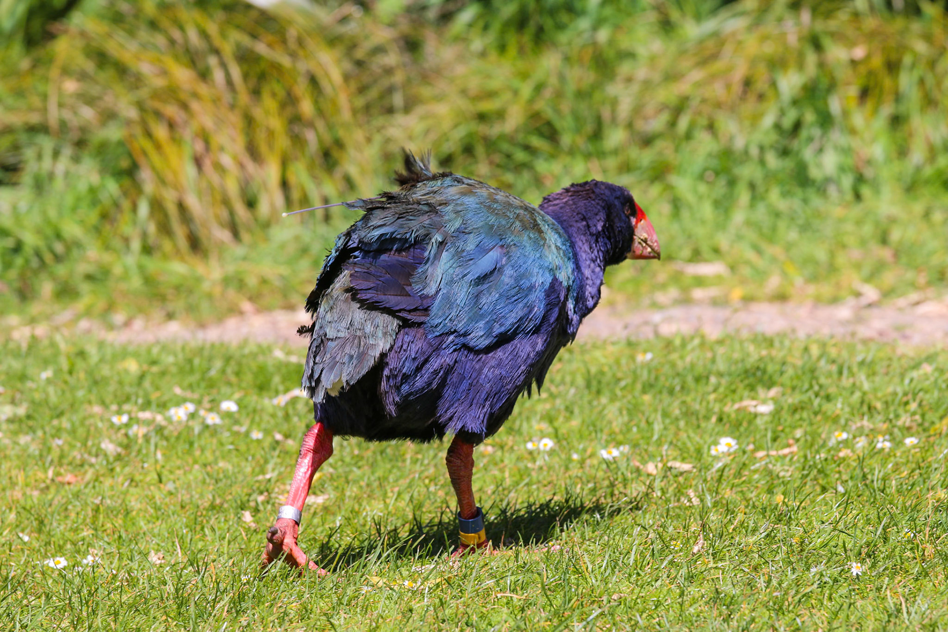 Takahe, New Zealand