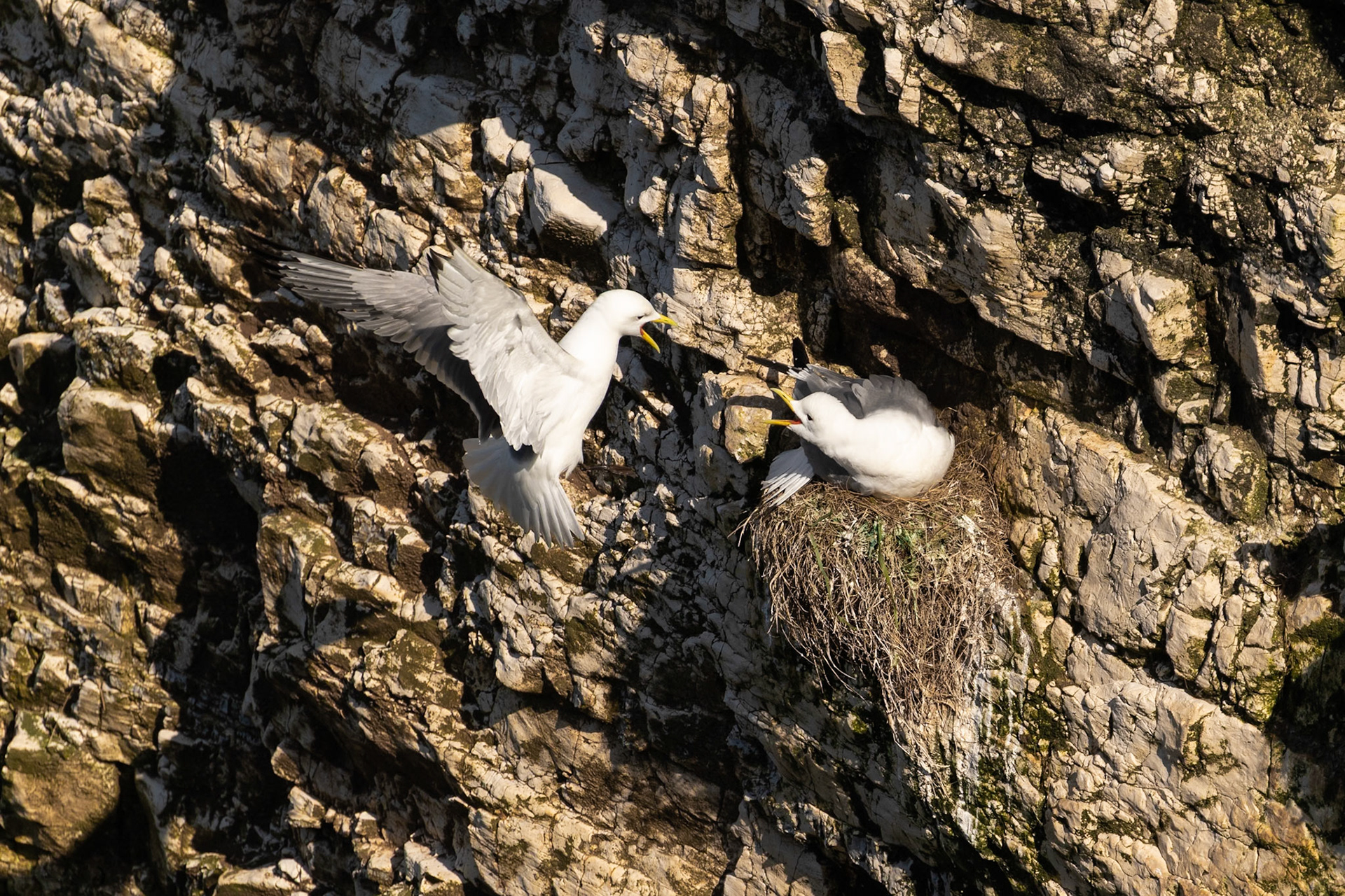 Bempton Cliffs, United Kingdom
