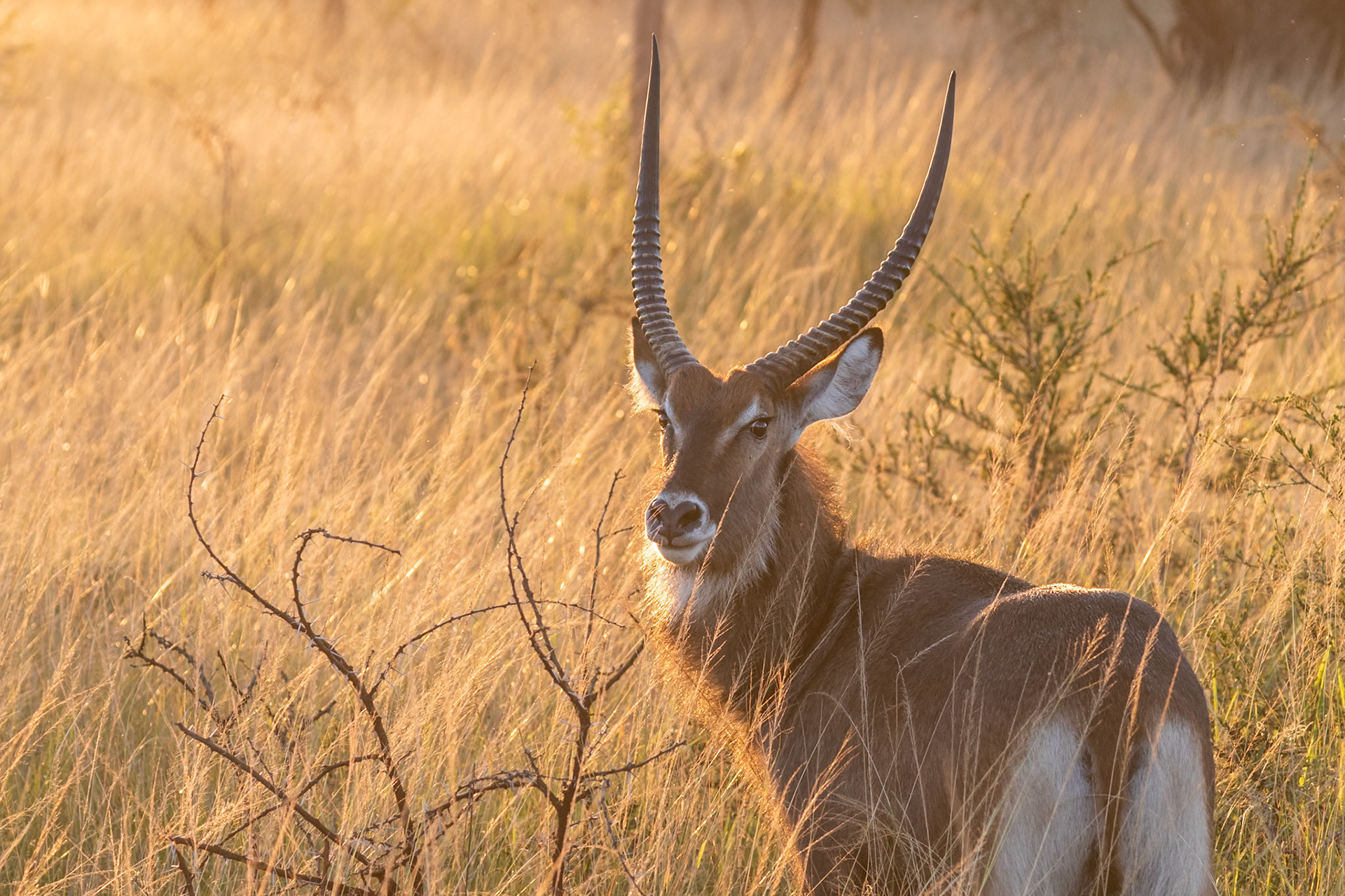 Lake Mburo National Park, Uganda