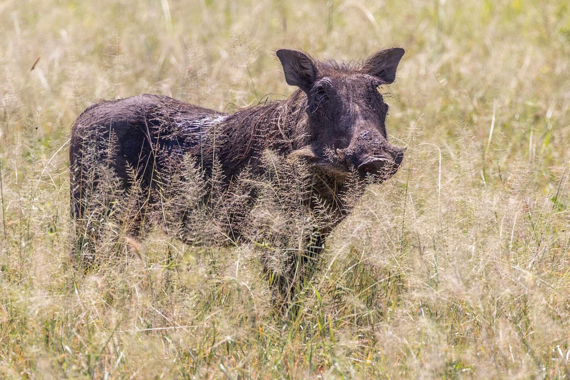 Tarangire National Park, Tanzania