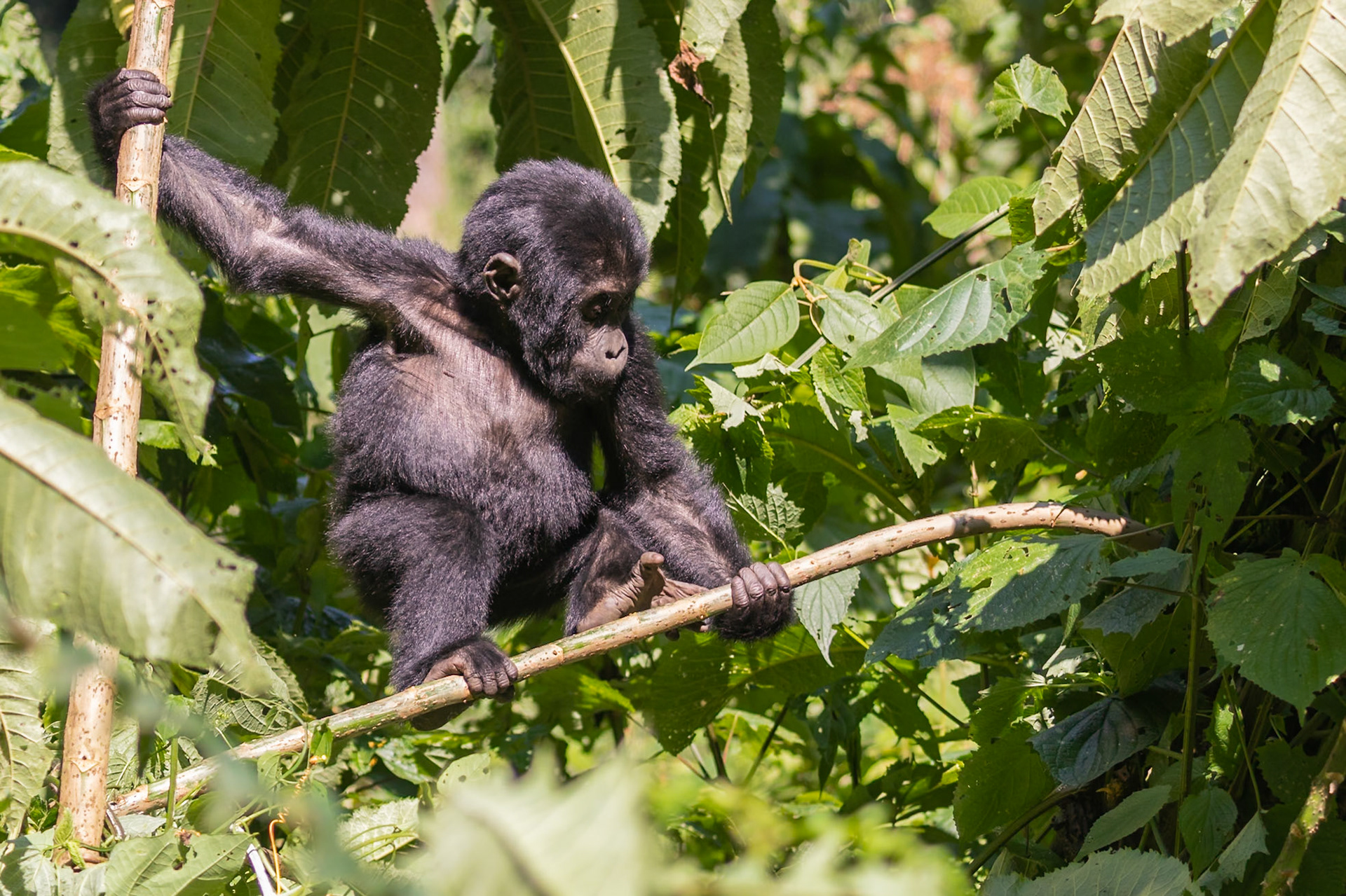 Bwindi National Park, Uganda