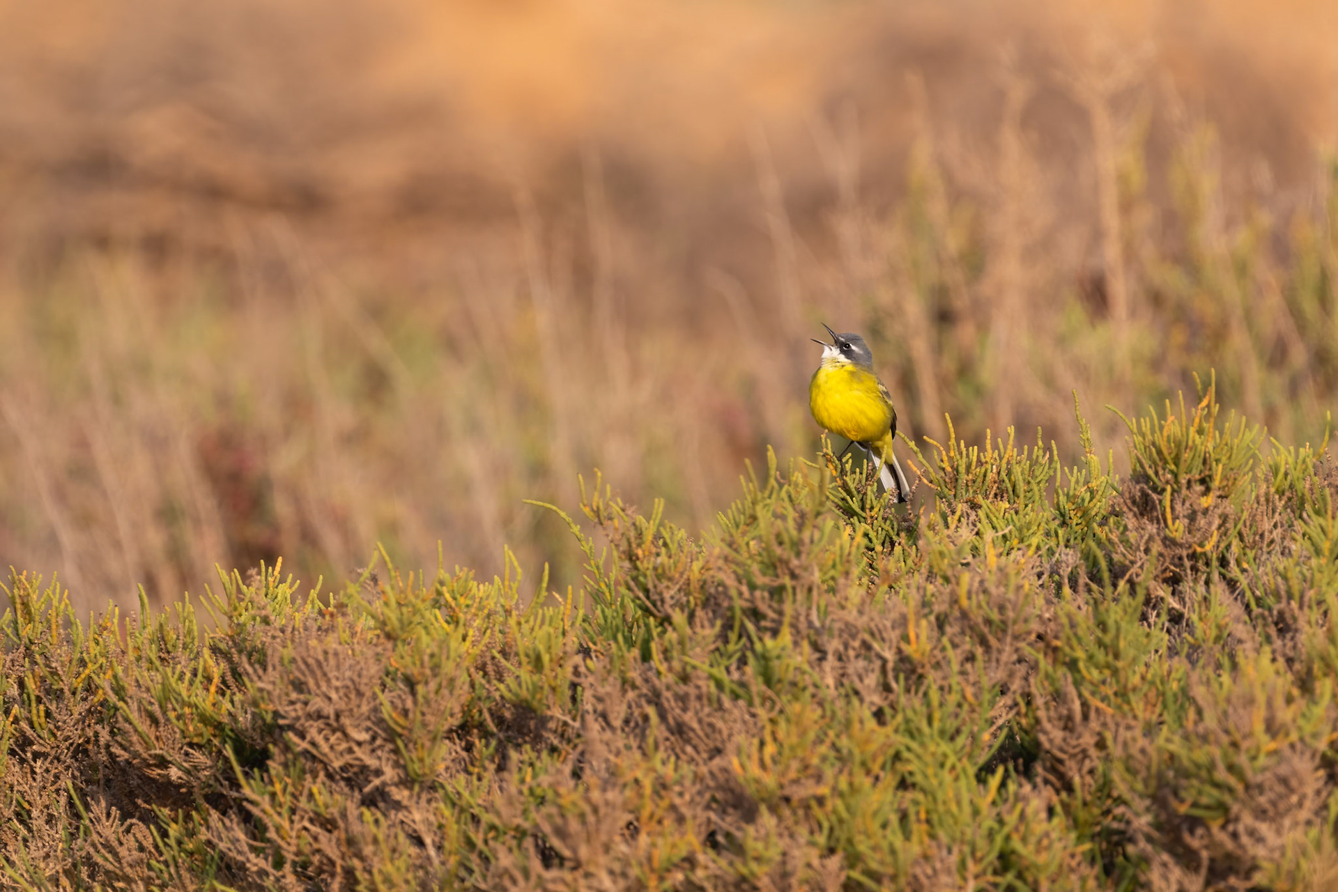 Souss-Massa National Park, Morocco