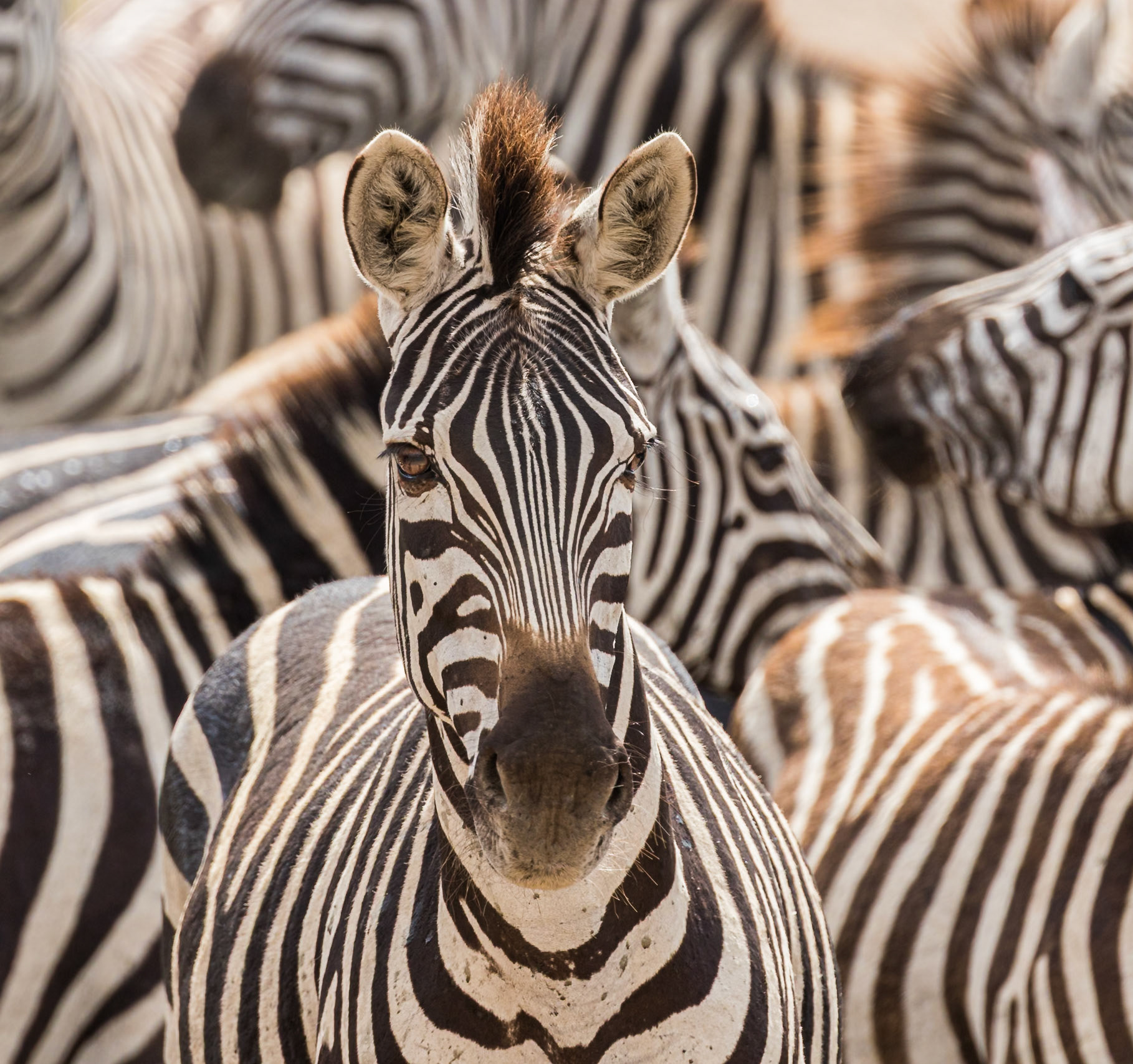 Serengeti National Park, Tanzania