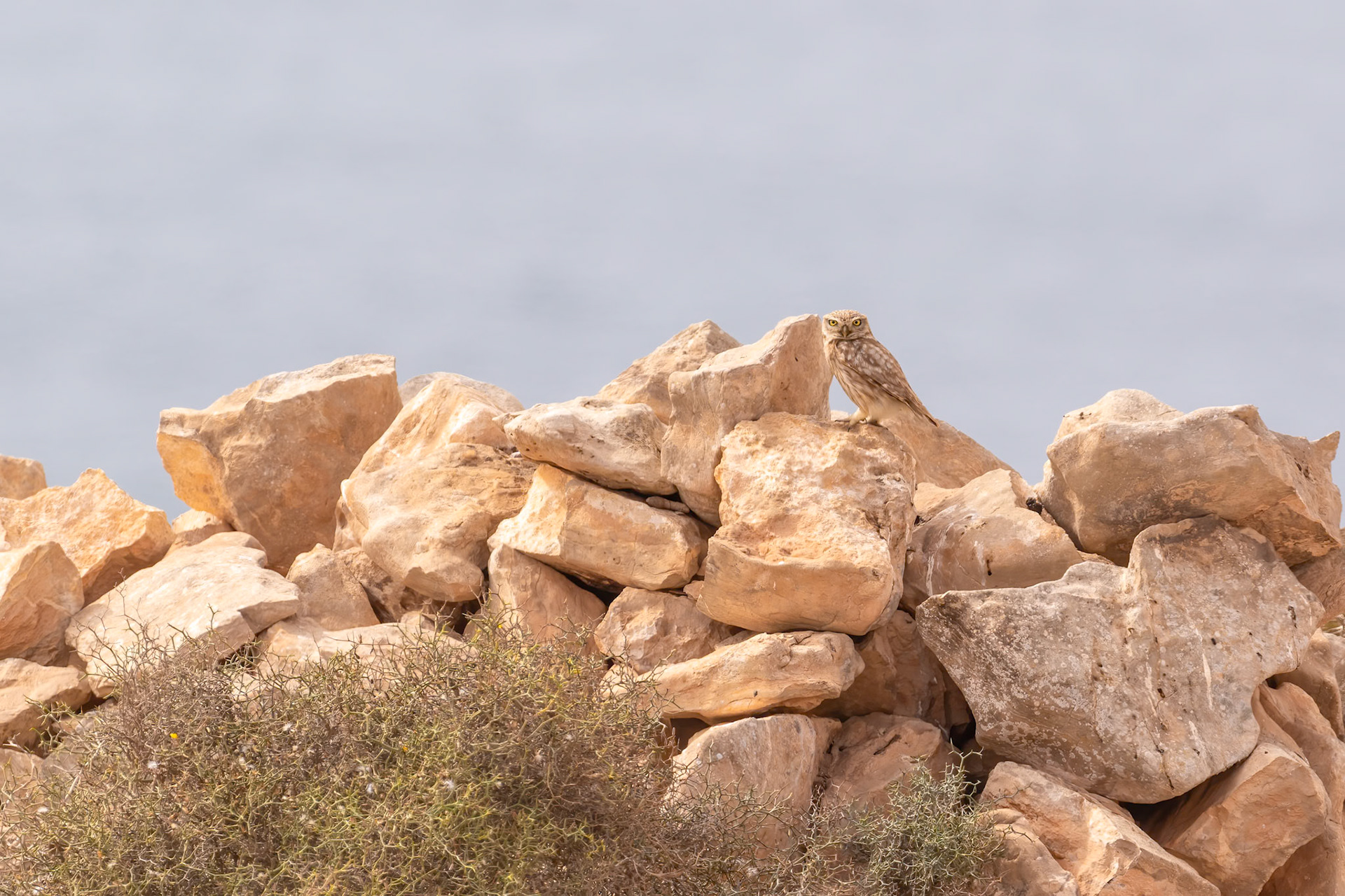 Souss-Massa National Park, Morocco