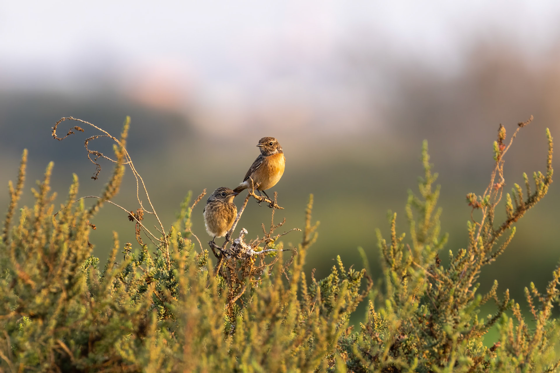 Souss-Massa National Park, Morocco
