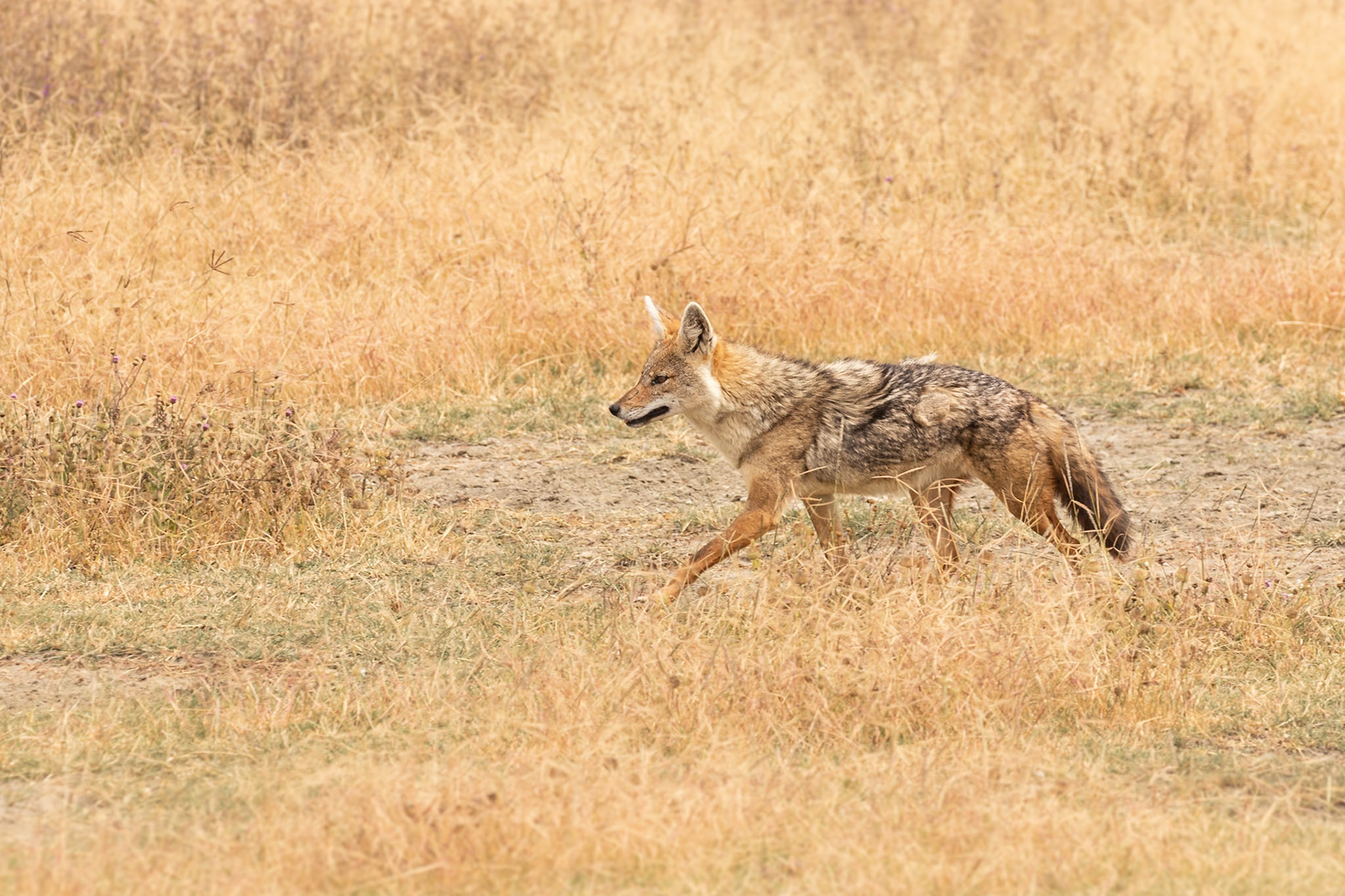 Ngorongoro National Park, Tanzania