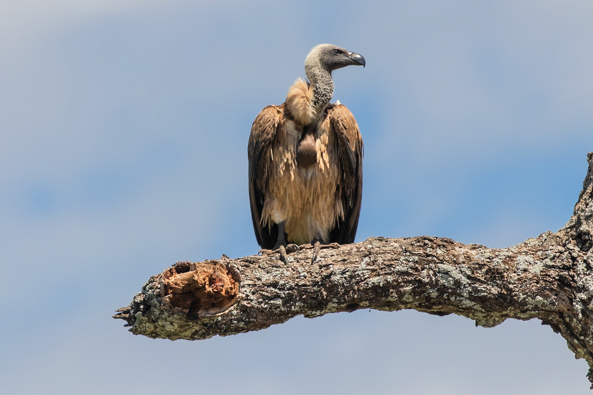 Tarangire National Park, Tanzania