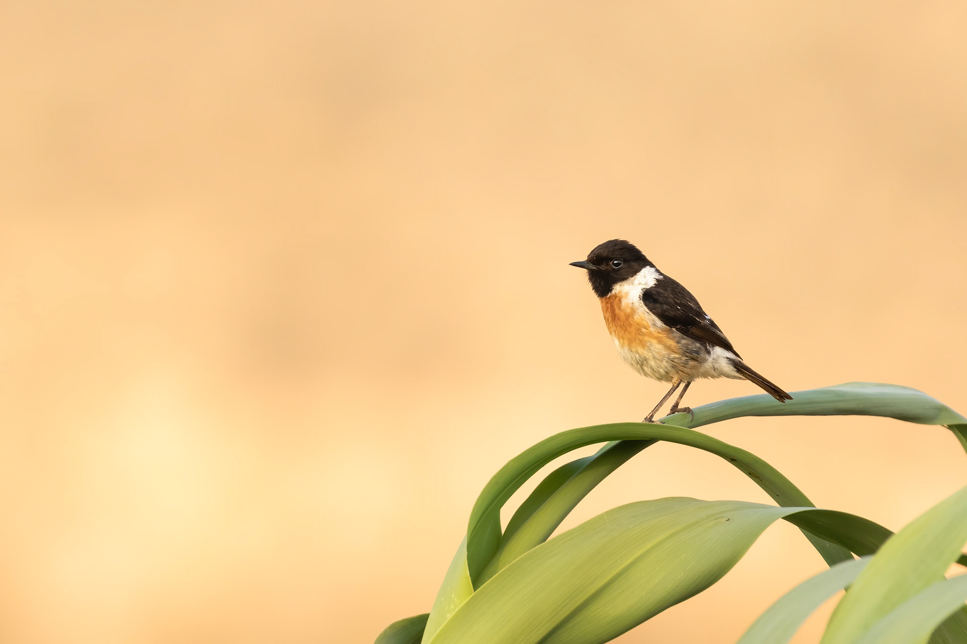 Souss-Massa National Park, Morocco