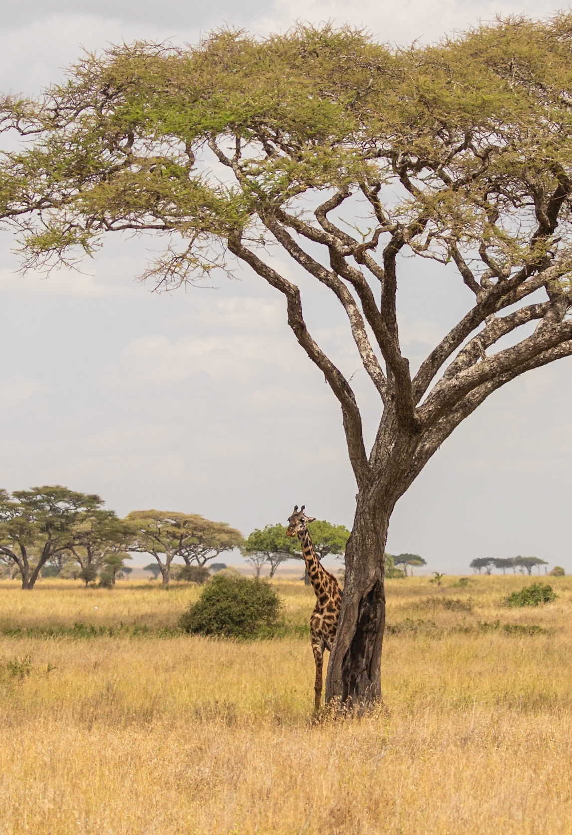 Serengeti National Park, Tanzania