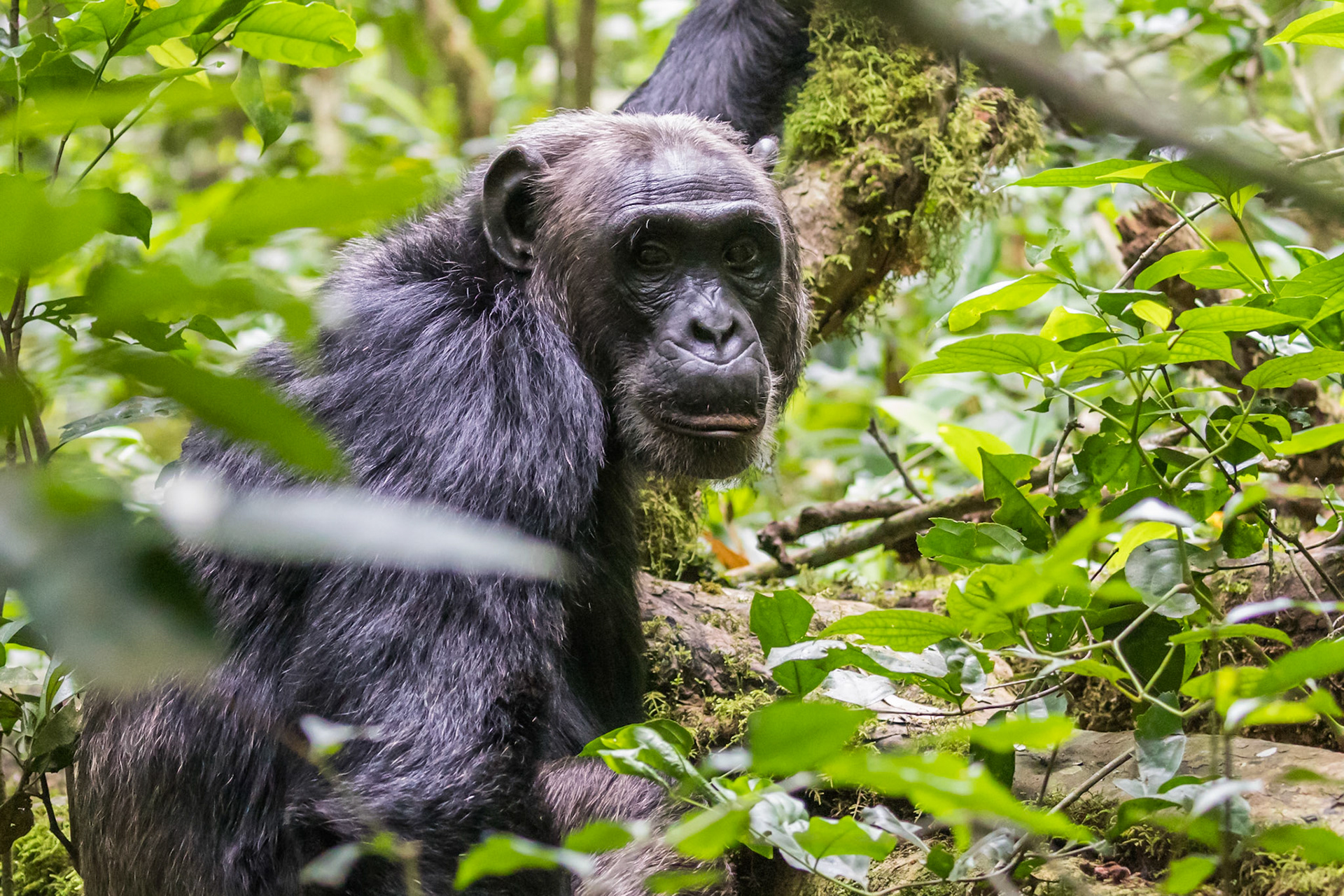 Kibale Forest National Park, Uganda