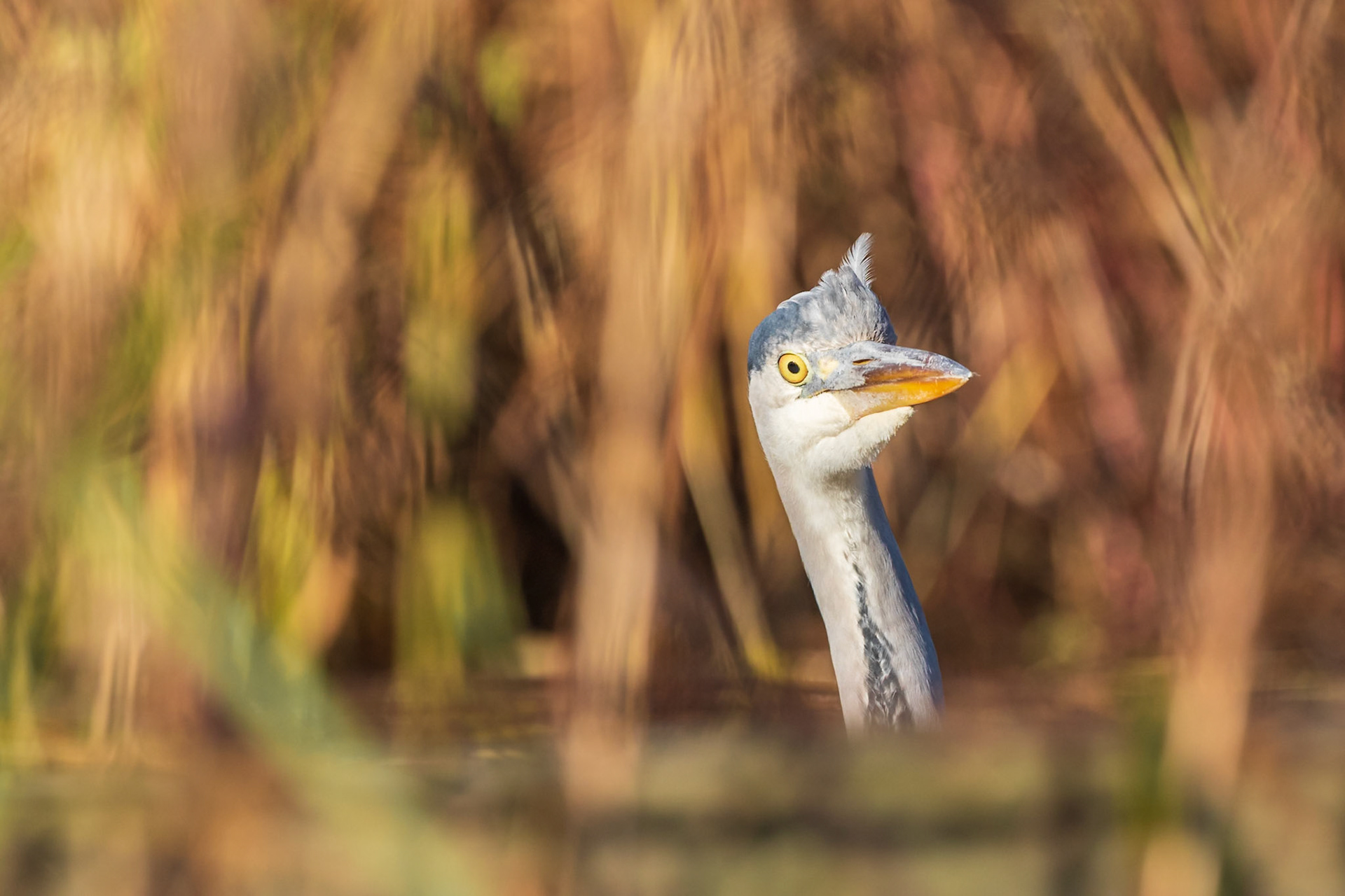 London Wetland Center, United Kingdom